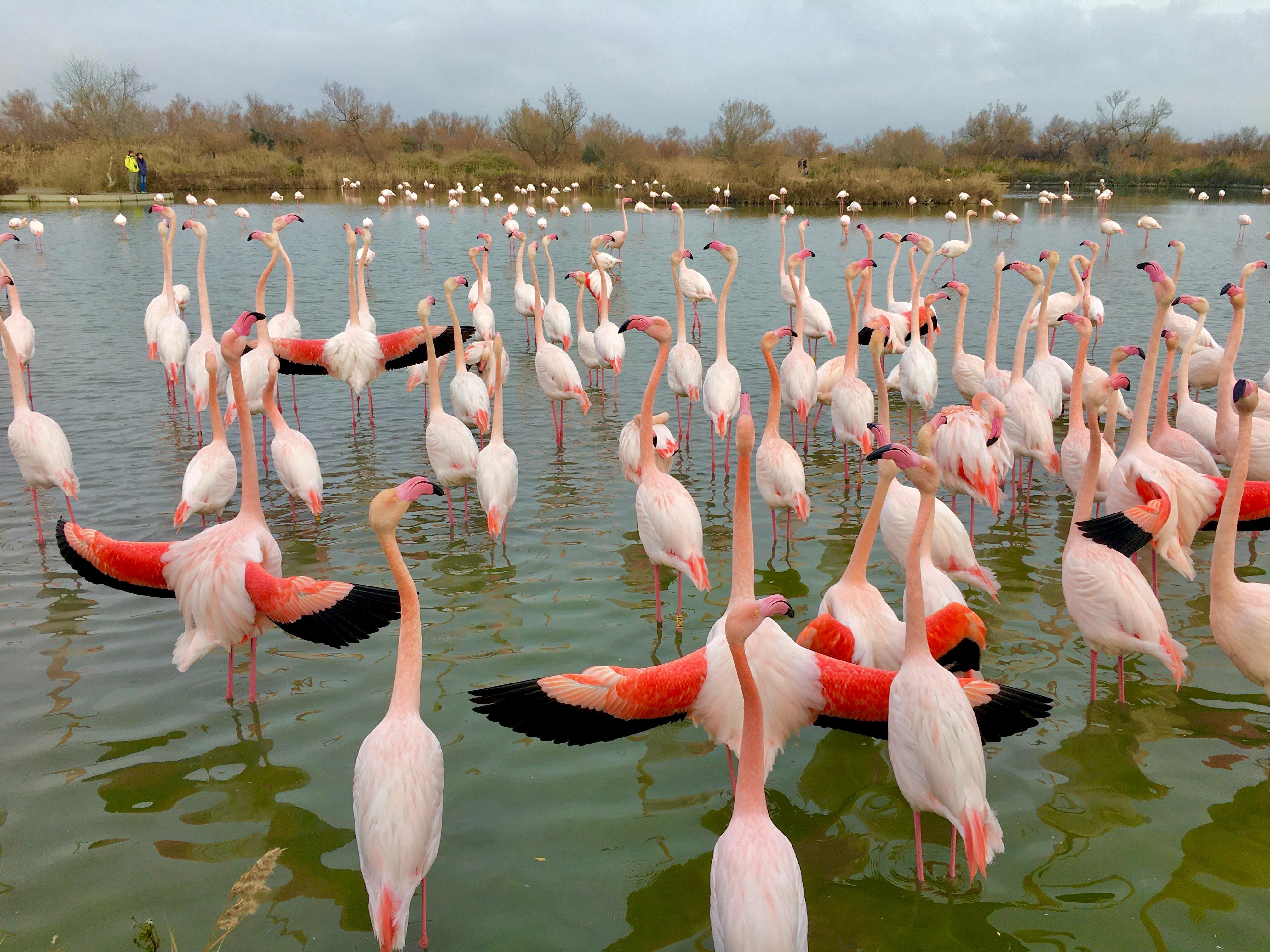 Arles, Camargue Wildlife & Aigues-Mortes Full-Day Tour
