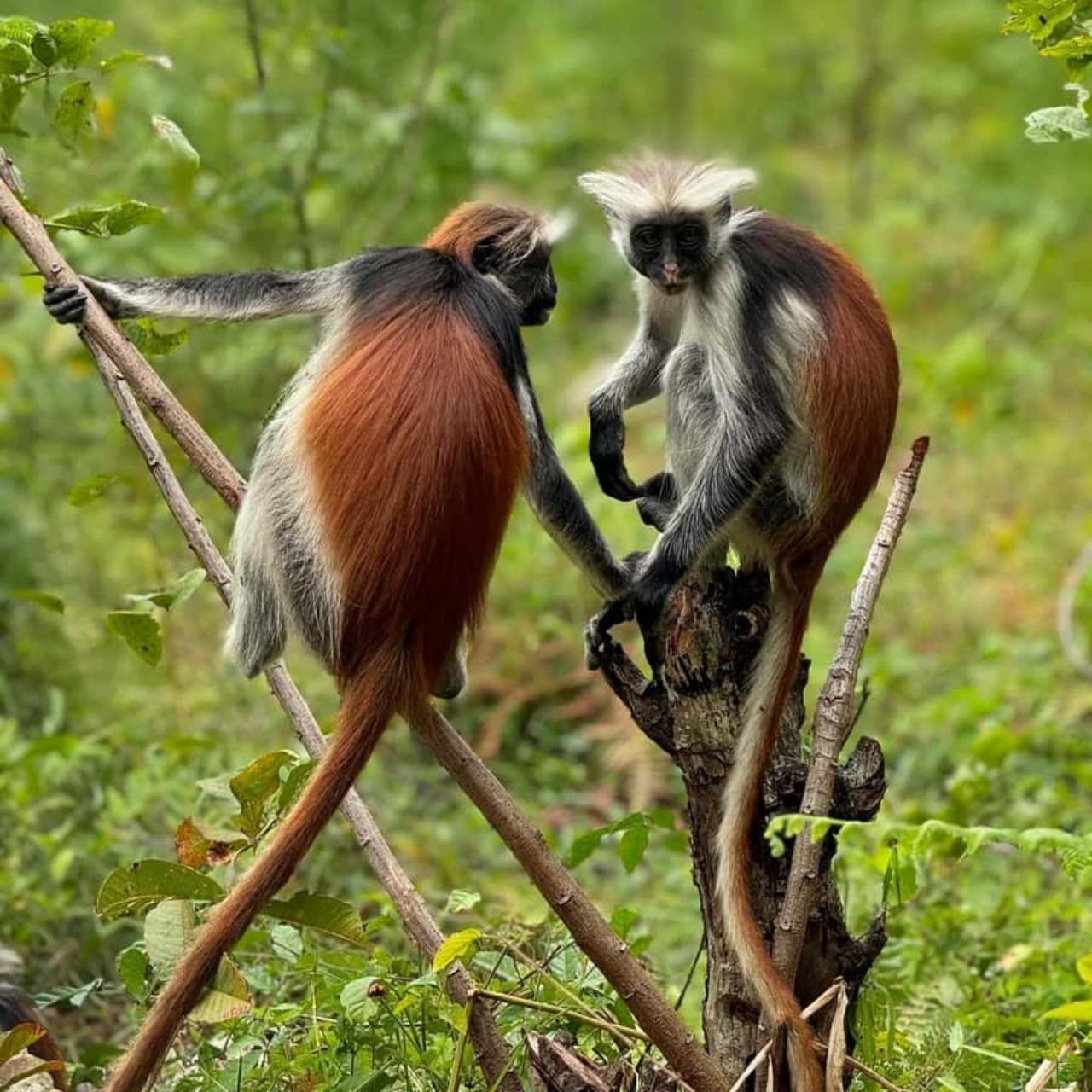 Zanzibar Jozani Forest & The Rock Restaurant Day Tour