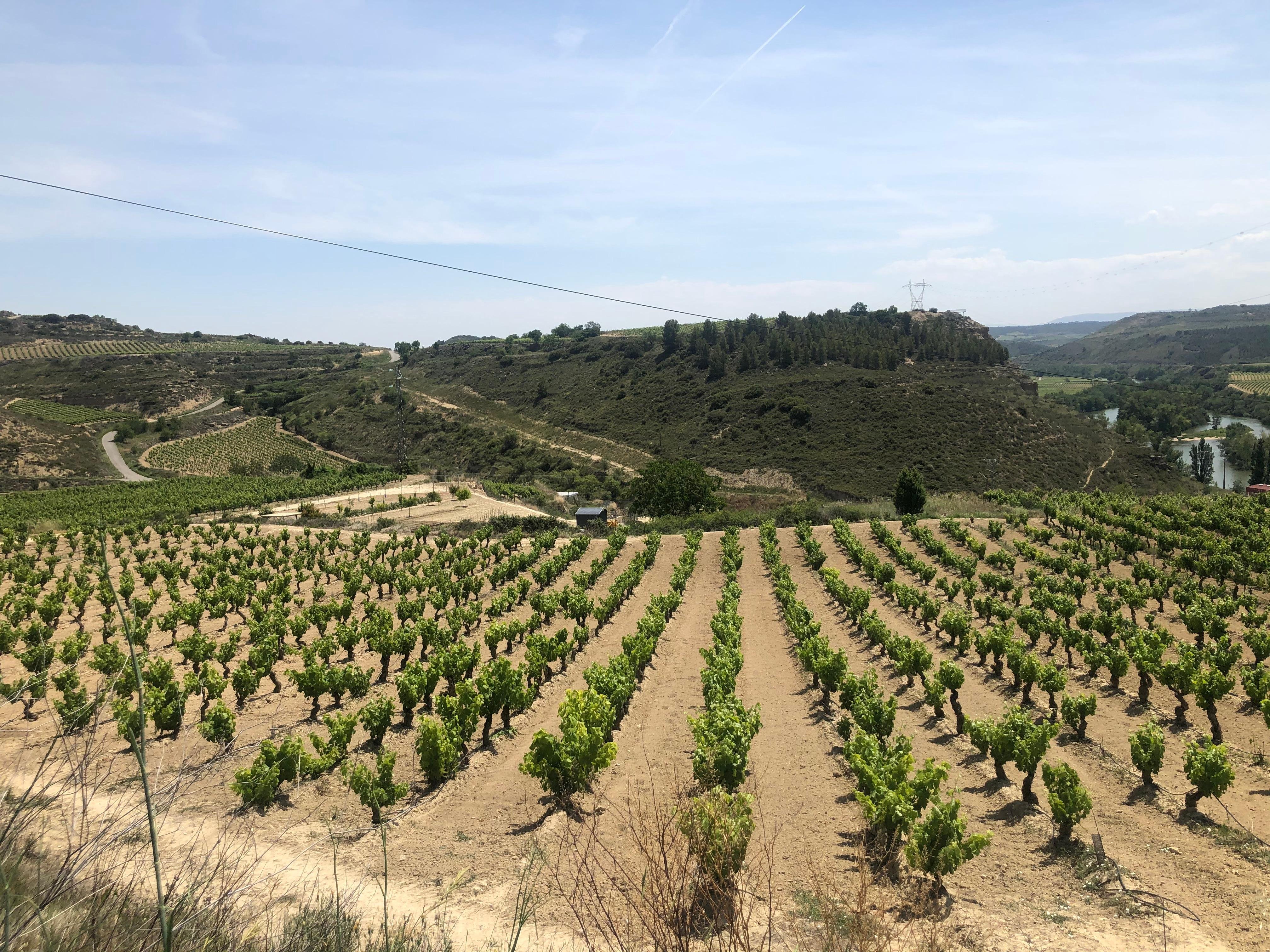 Rioja Wine Country: Three Wineries, Tastings & Village Lunch