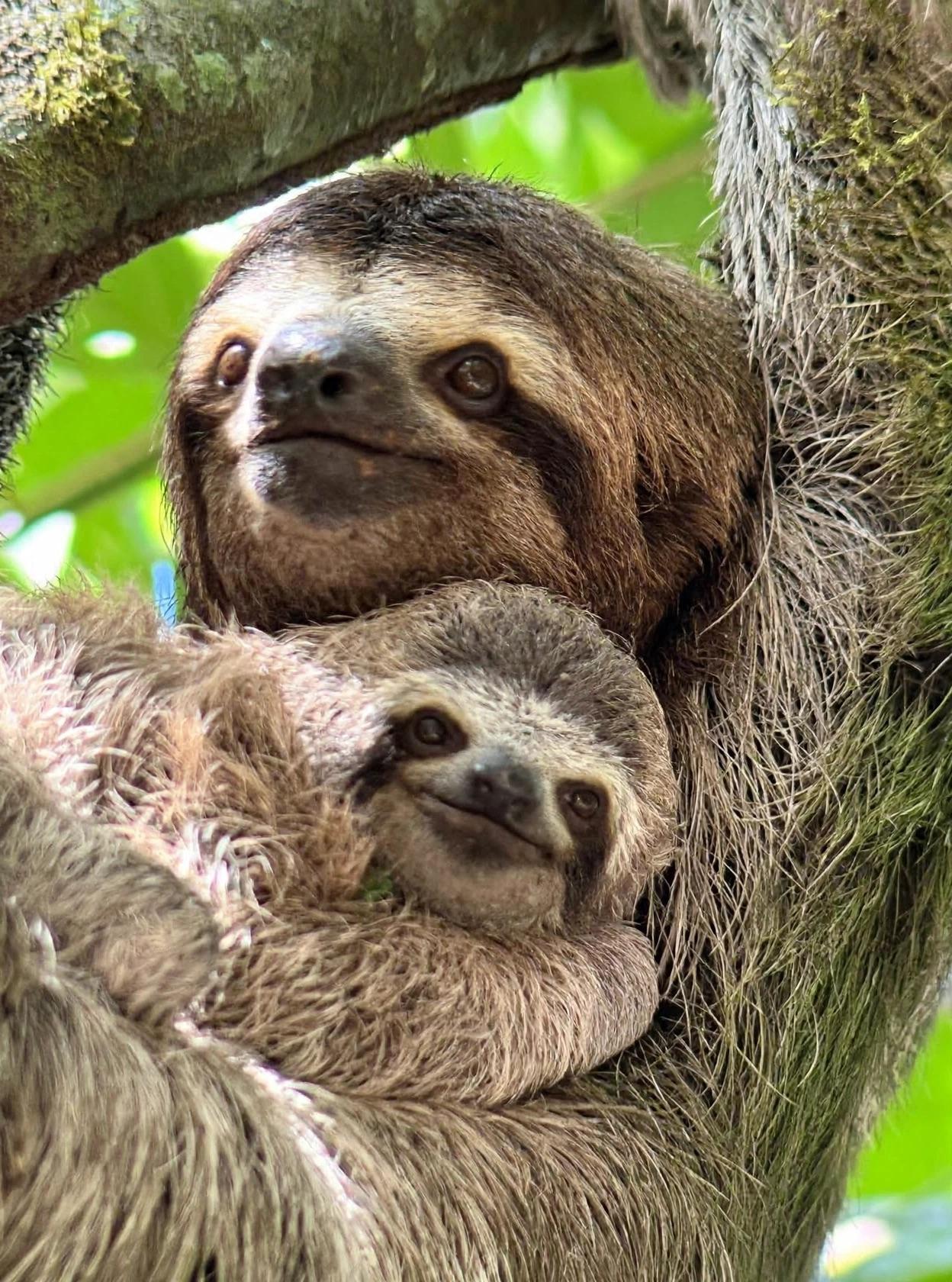Manuel Antonio National Park Guided Wildlife Tour