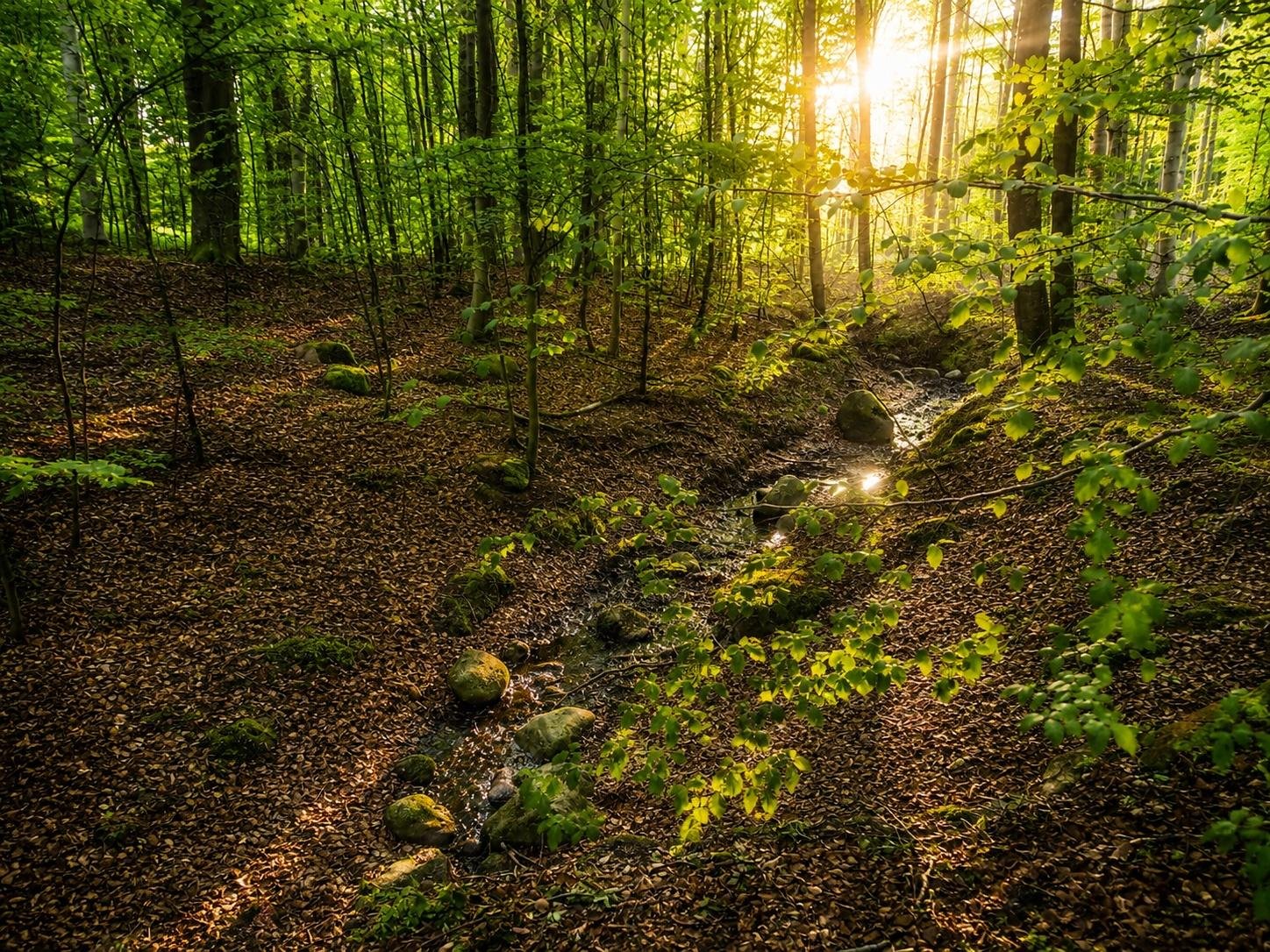 Ulvshale Forest Nature Walk