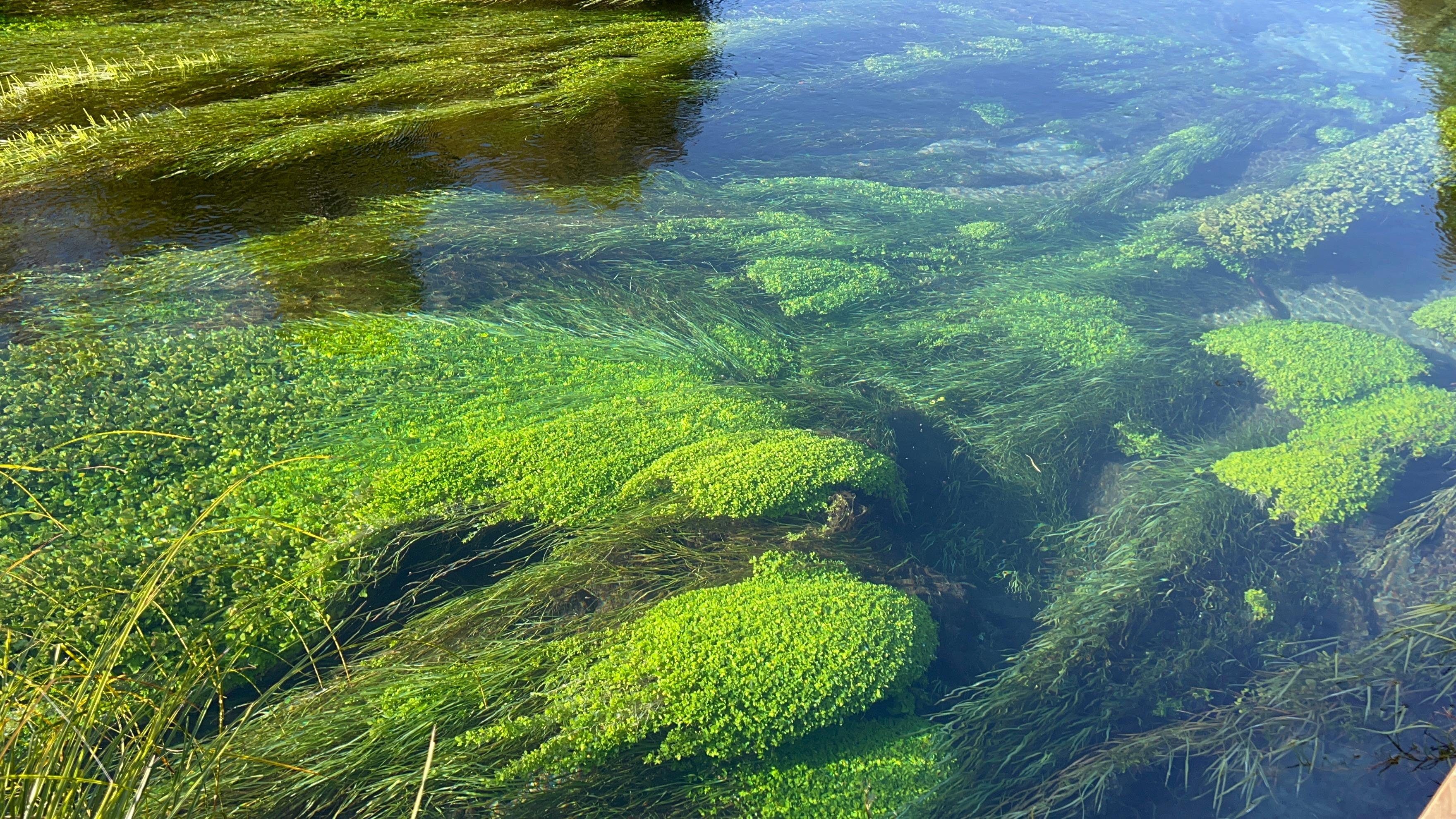 Rotorua to Auckland Scenic Transfer via Blue Springs