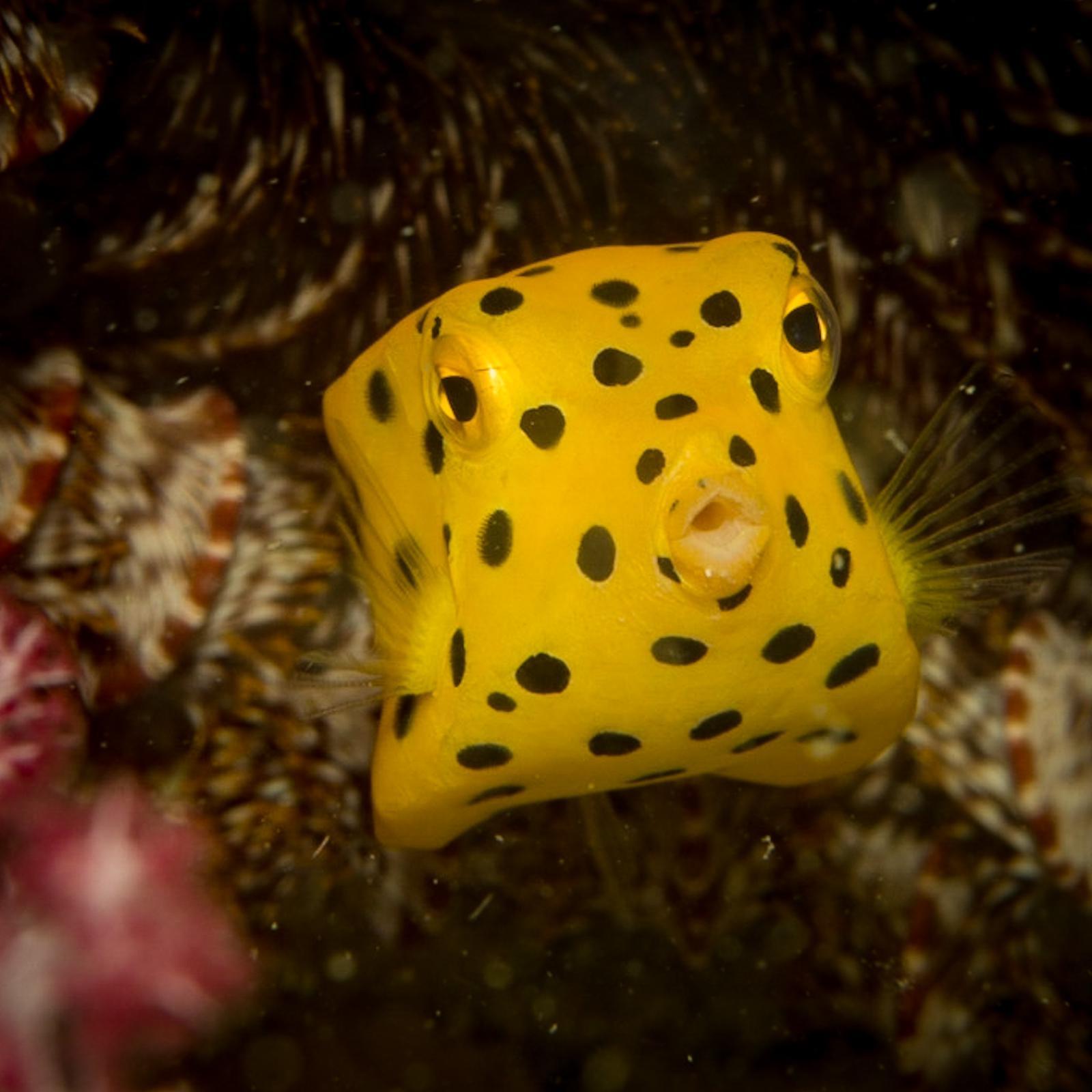 Phi Phi PADI Discover Scuba: 2-Dive Beginner Experience