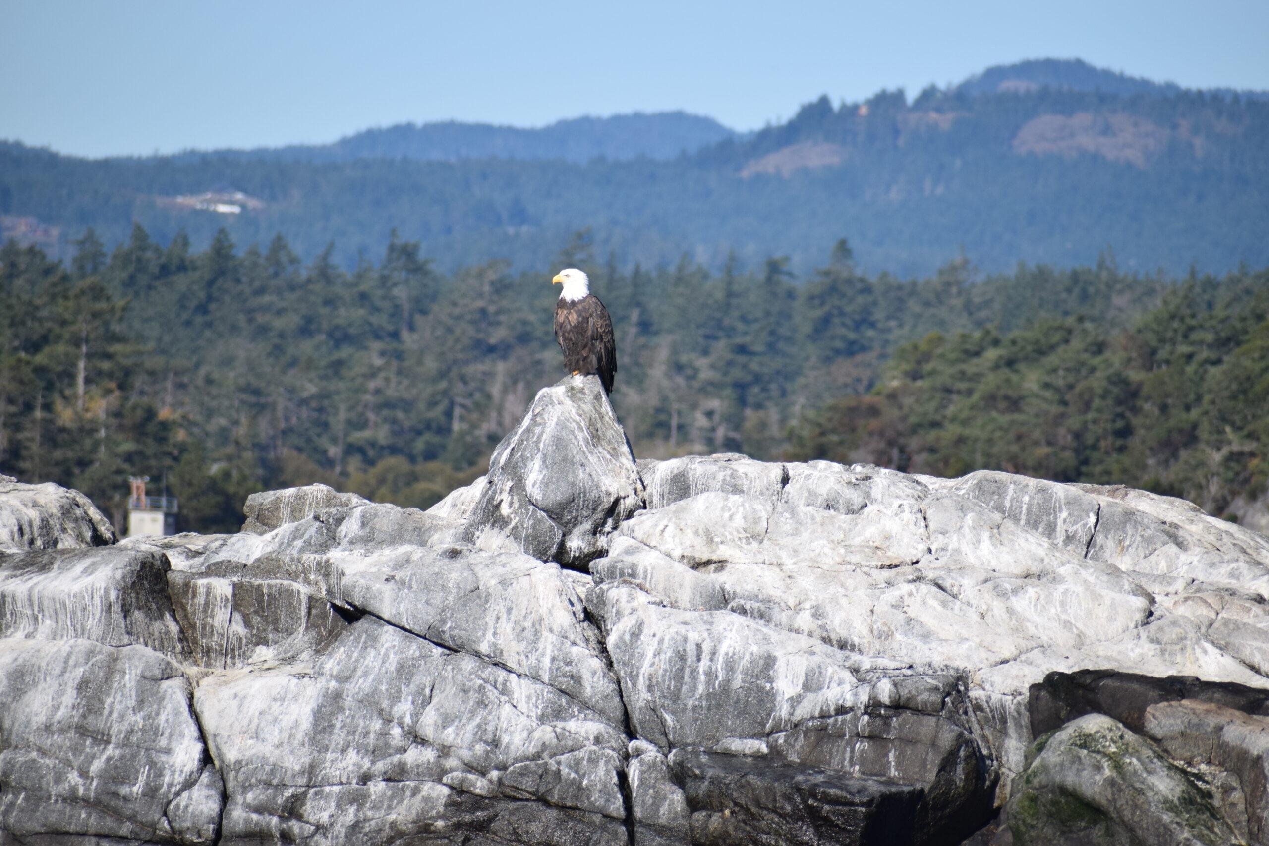 Victoria whale watching tour — orcas and marine wildlife in the Salish Sea — image 18
