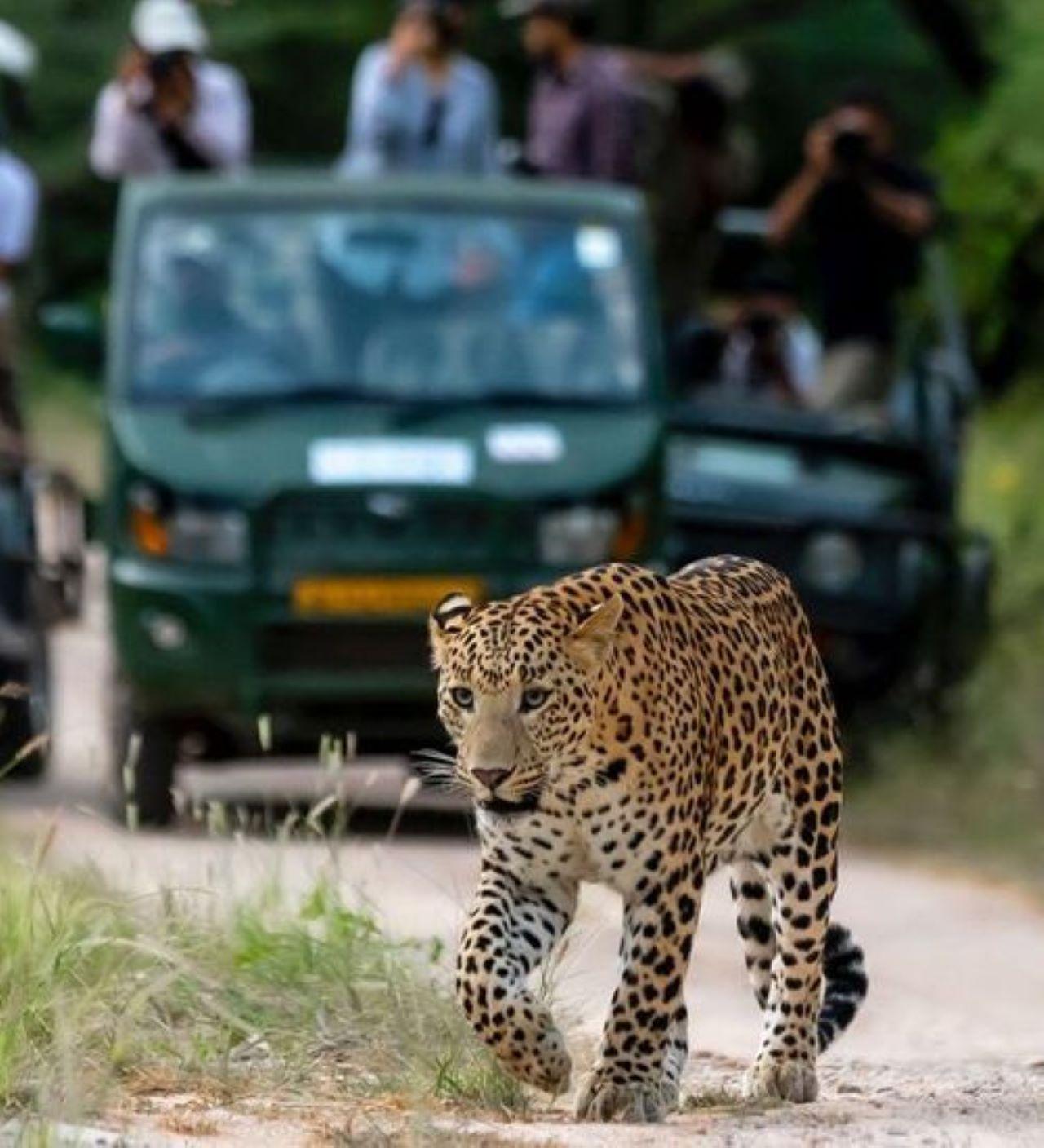 Jaipur Private Leopard Safari – Jhalana & Amagarh Forest