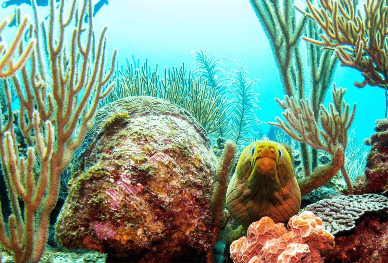 Mexico Rocks & Tres Cocos Snorkeling Adventure