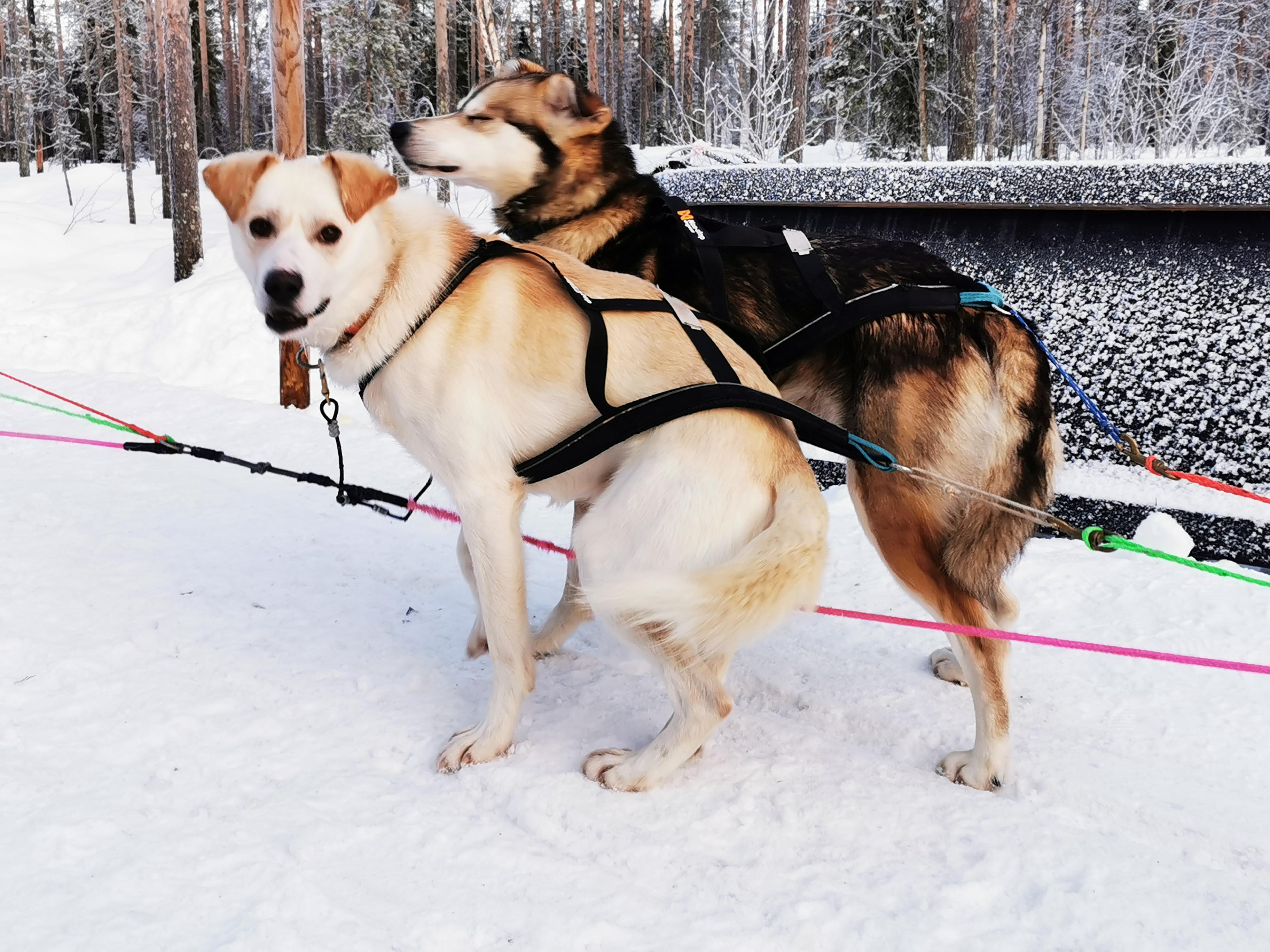 Rovaniemi Reindeer, Husky & Northern Lights BBQ Safari