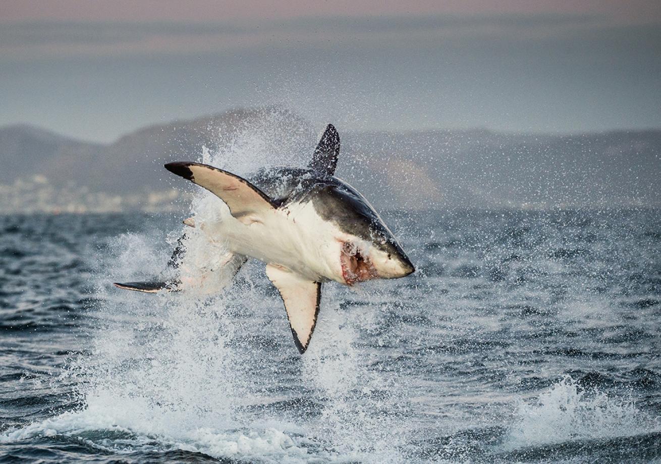 Cape Town Shark Cage Diving Experience