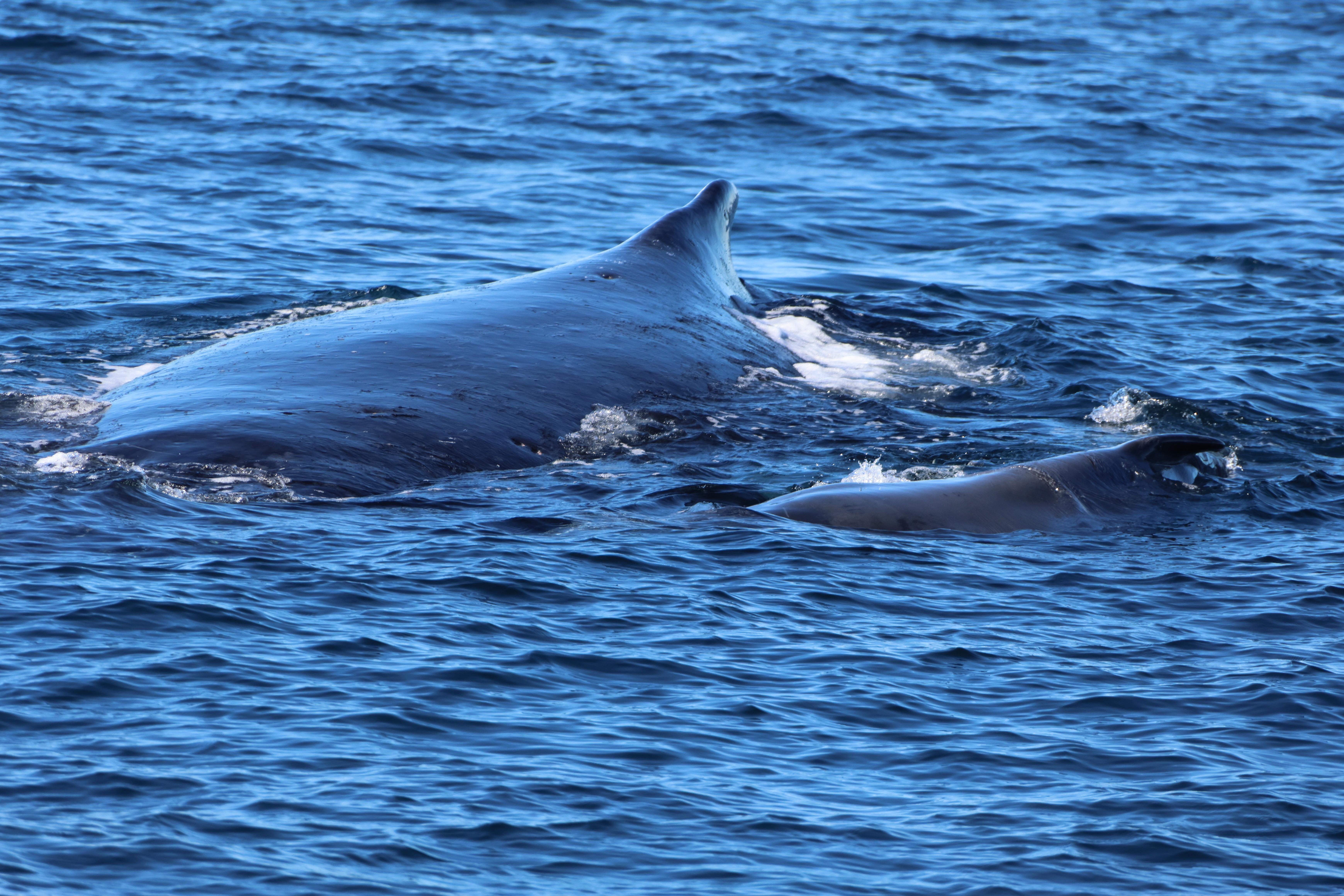 Gold Coast Whale Experience