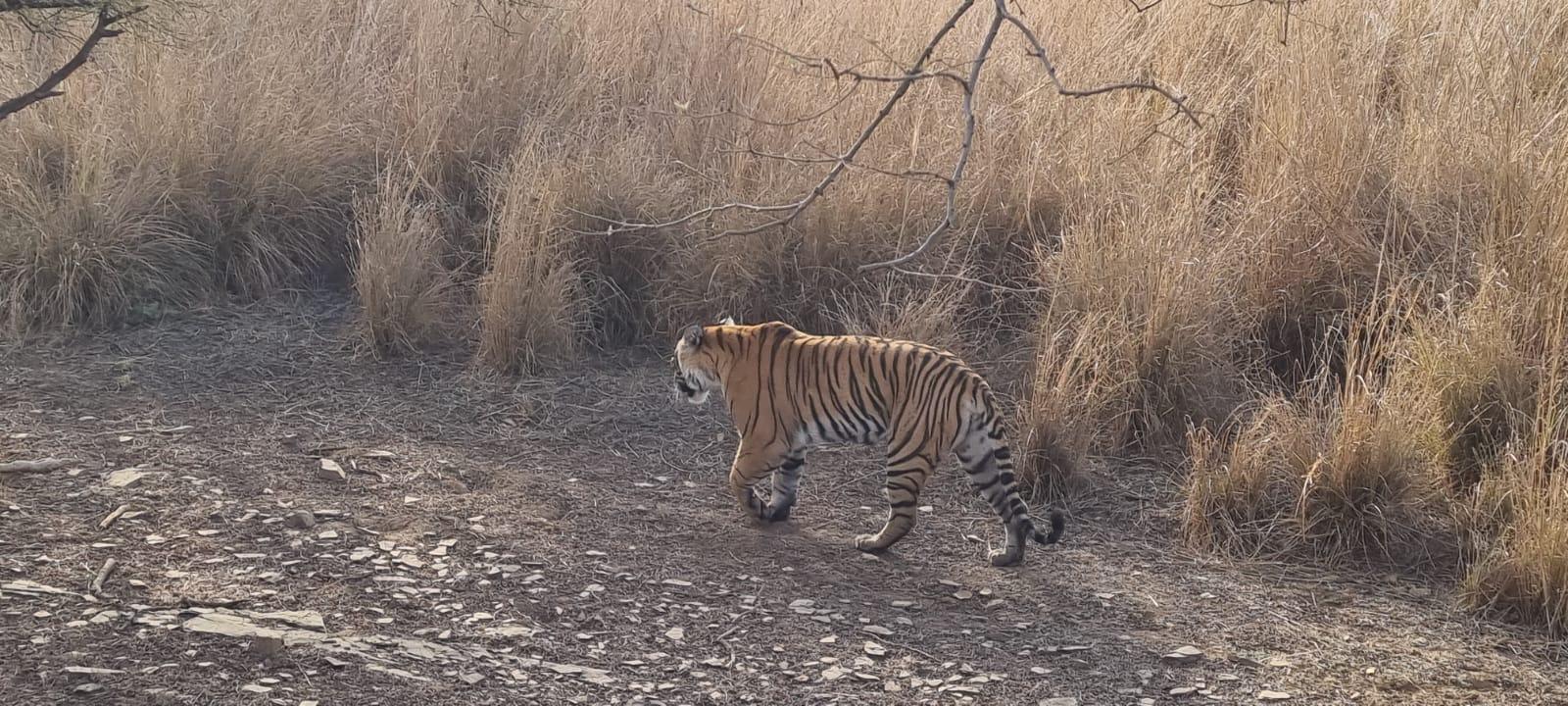4-Day Golden Triangle & Ranthambore Private Expedition