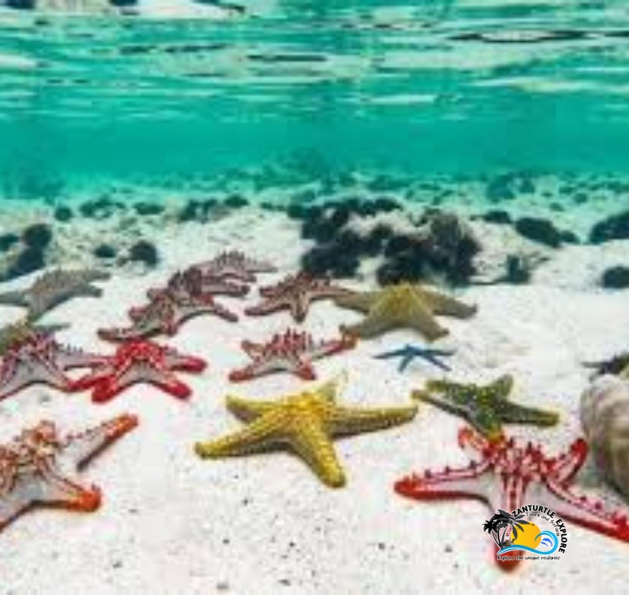 Private Zanzibar Blue Lagoon & Starfish Beach Excursion