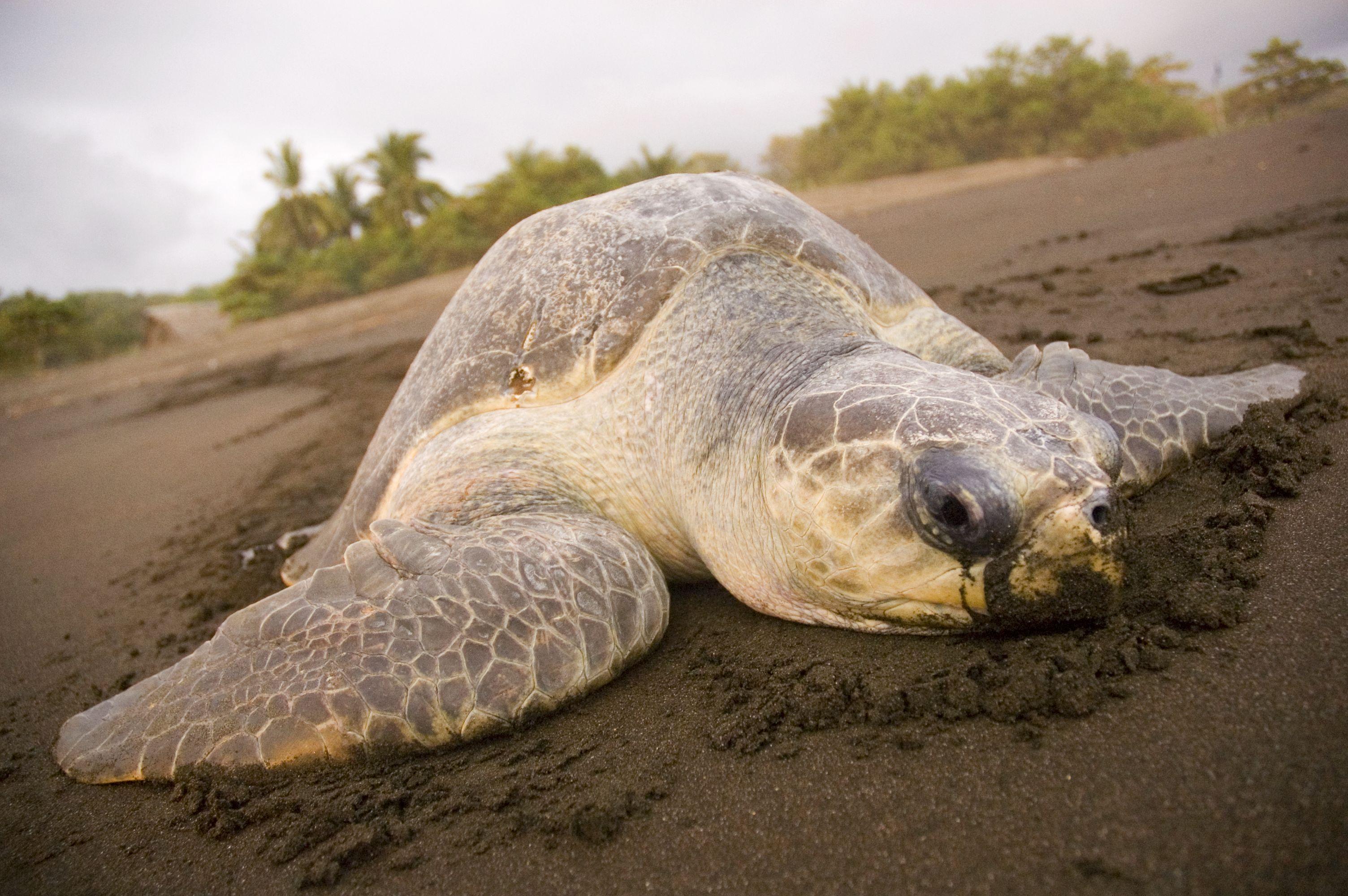 Tortuguero Night Turtle Nesting Experience in French