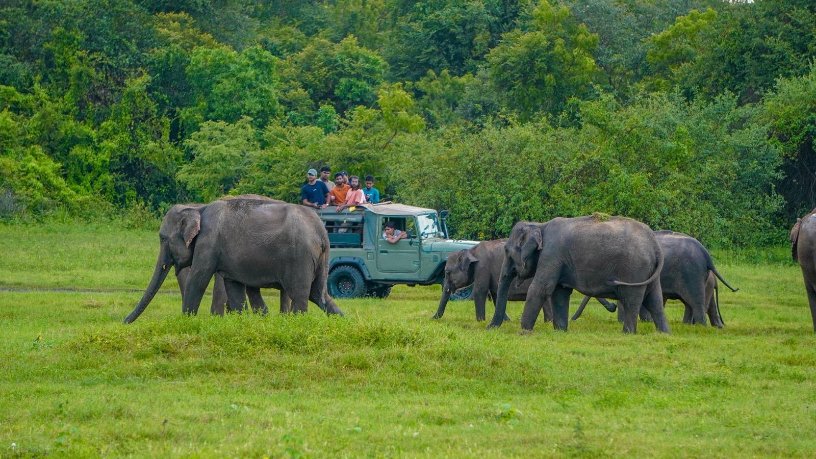 Minneriya National Park Elephant Safari from Sigiriya