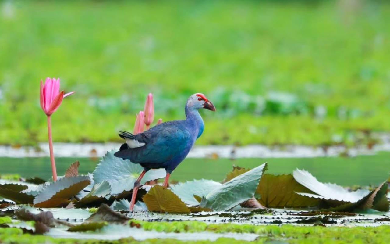 Malarikkal Backwater Sunrise Excursion from Kochi