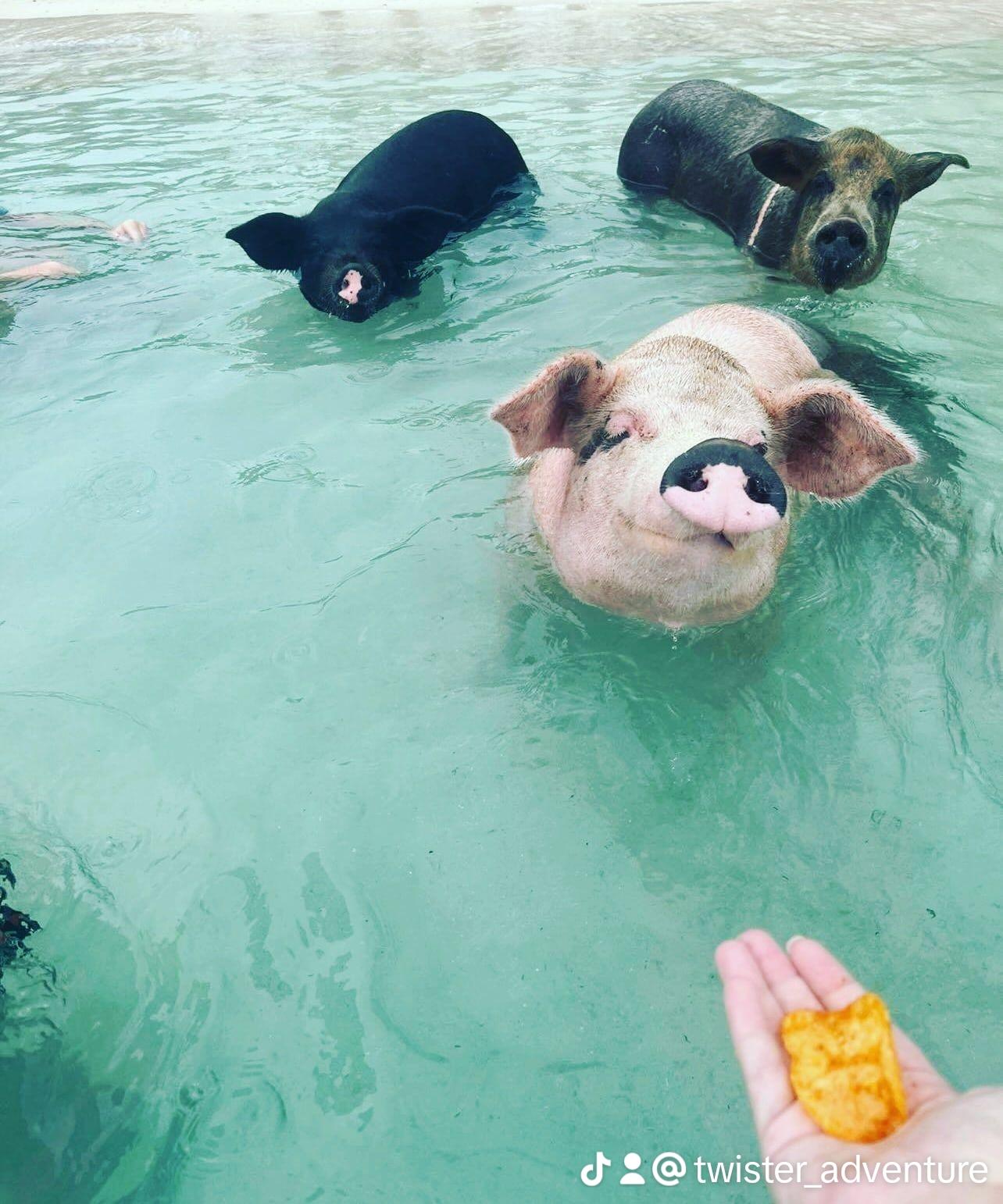 Nassau Swimming Pigs, Snorkeling & Turtle Encounter