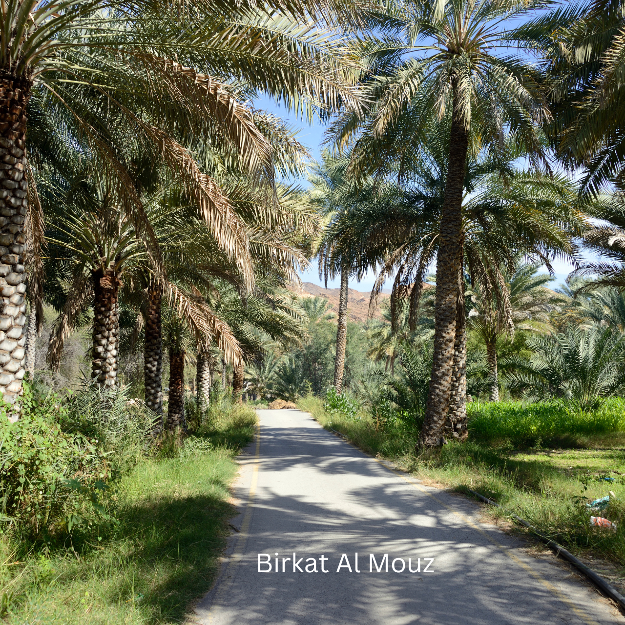 Nizwa & Jebel Akhdar Mountain Escape