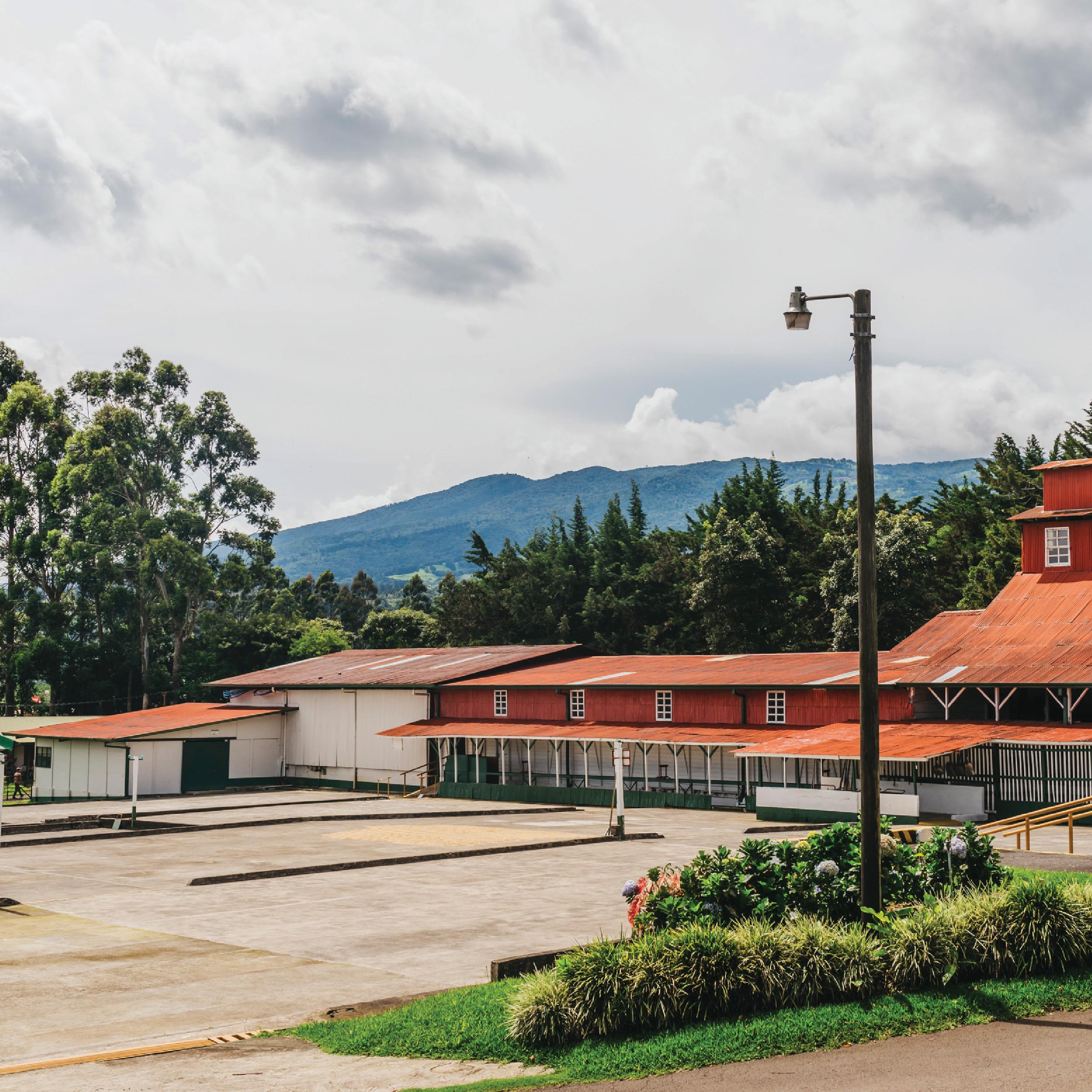 Alajuela Coffee Plantation Tour & Tasting at Doka Estate
