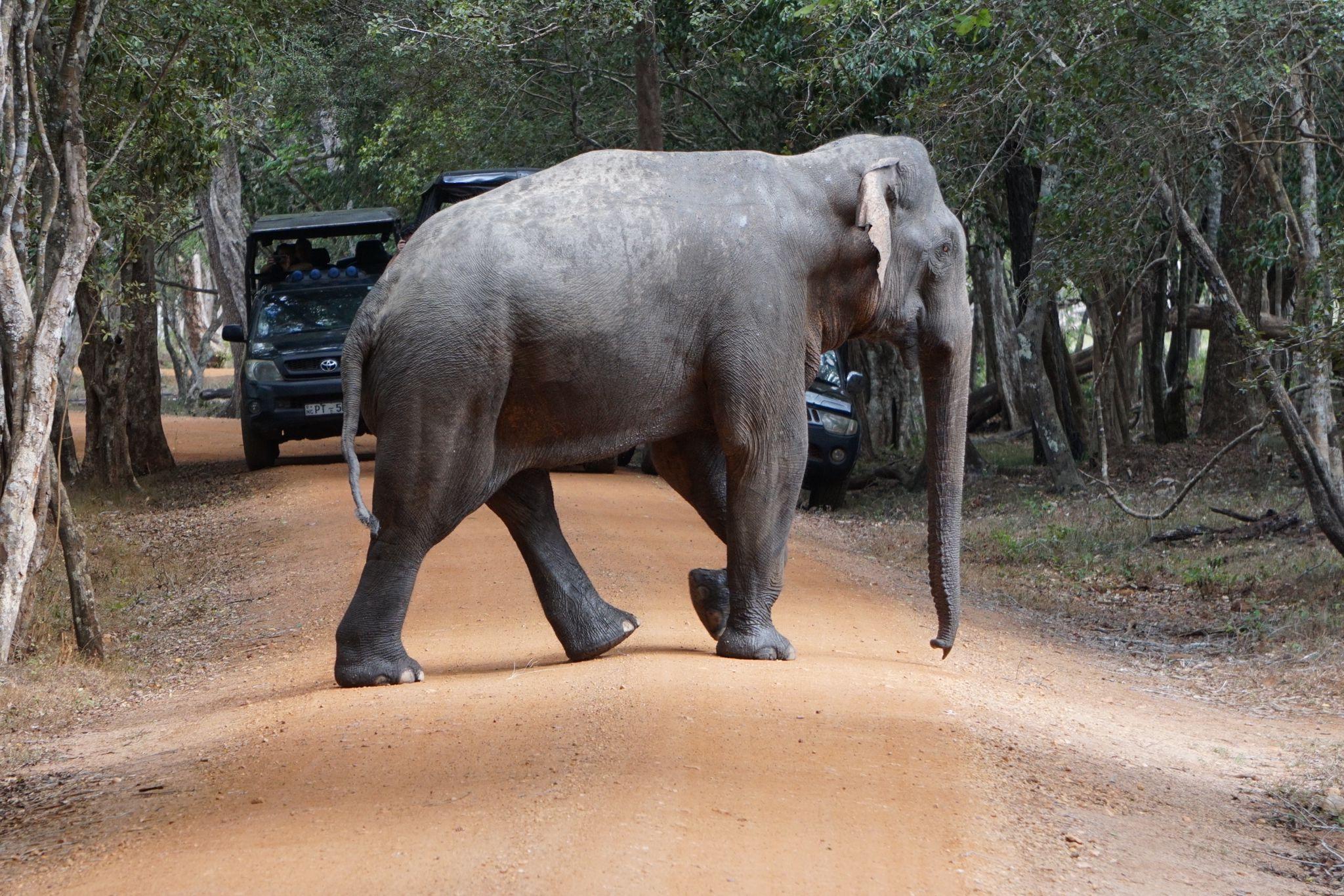 Full-Day Wilpattu National Park Safari from Anuradhapura