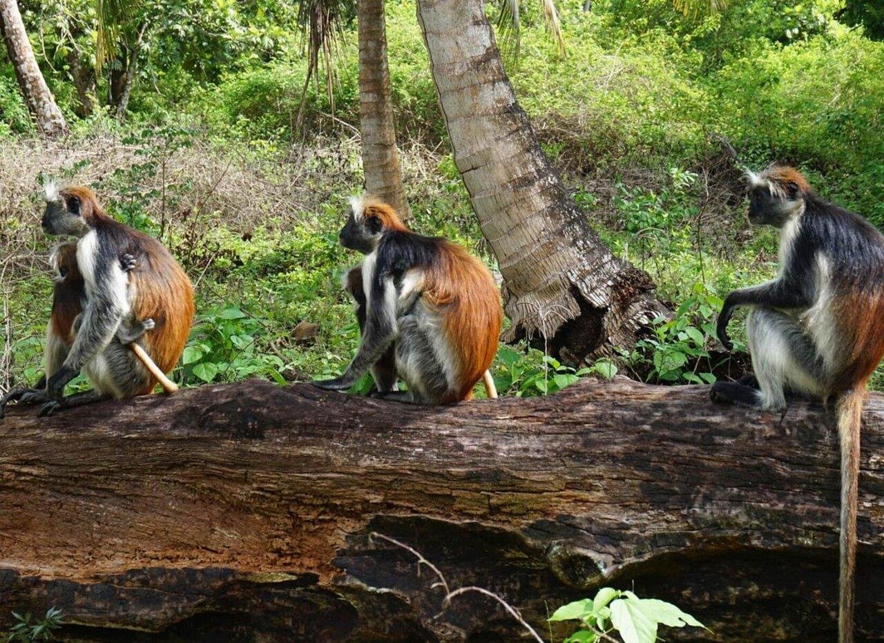 Zanzibar Jozani Forest Private Wildlife Tour