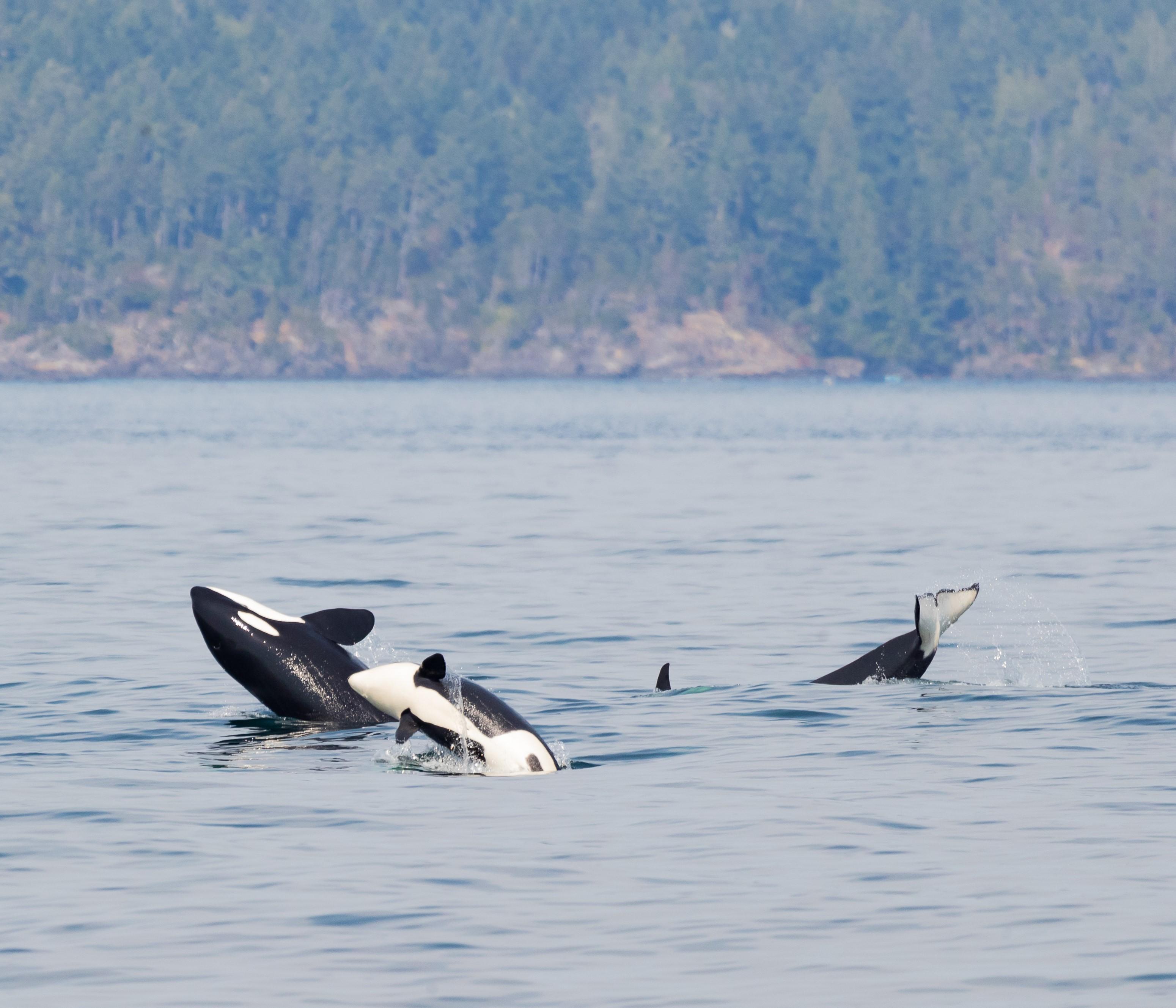 Gulf Islands whale watching from Victoria — orcas and wildlife in the Salish Sea — image 3