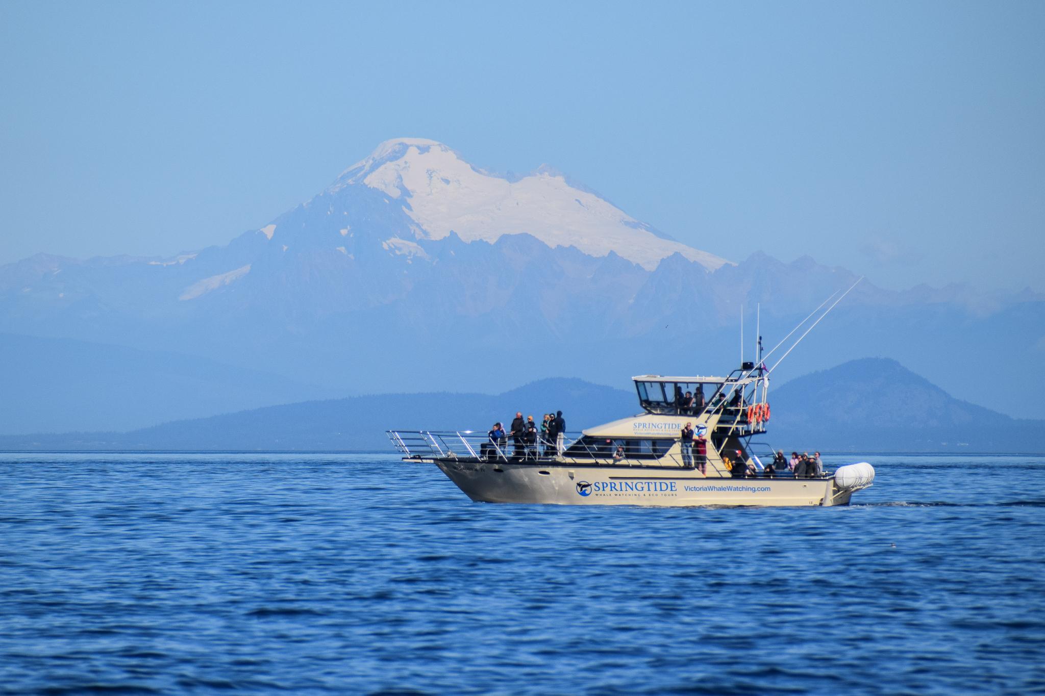 Victoria whale watching tour — orcas and marine wildlife in the Salish Sea — image 9
