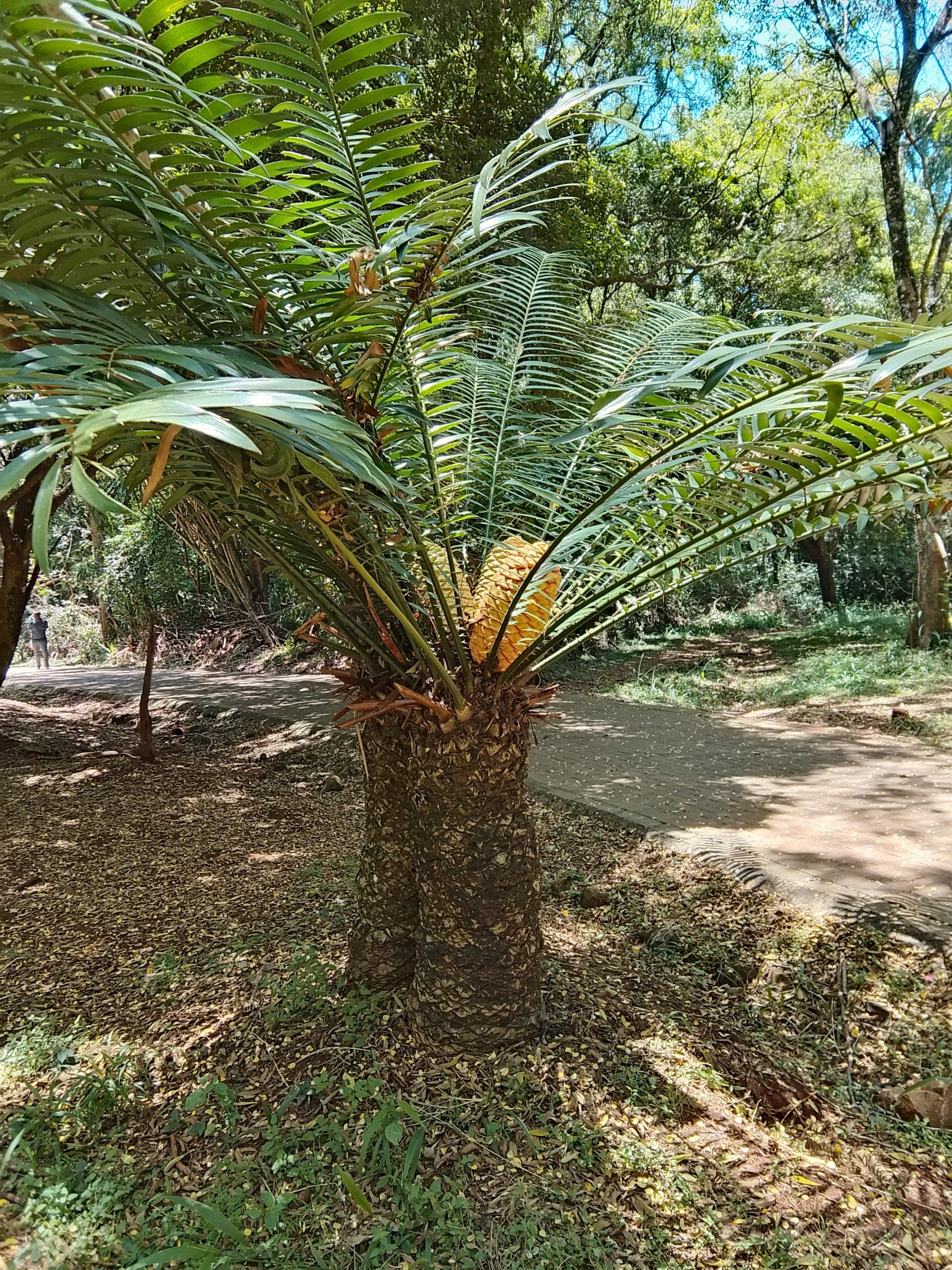 Karura Forest: Immersive Nature & History Walking Tour