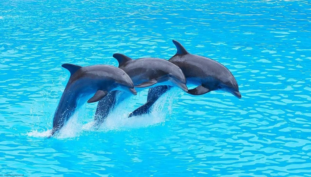Mnemba Island Dolphin Encounter & Snorkeling Adventure