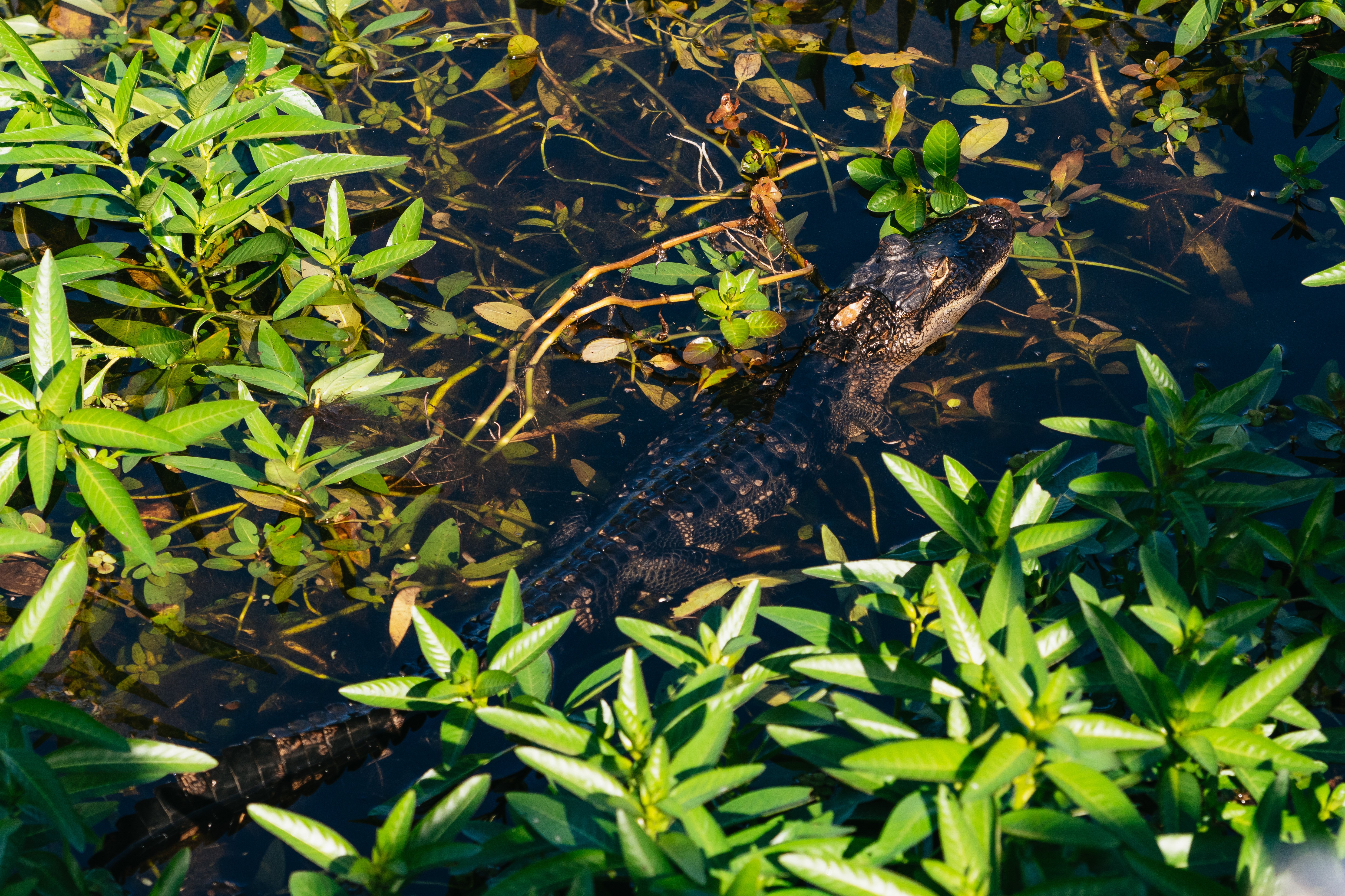 Florida Everglades Wildlife Airboat Adventure from Orlando
