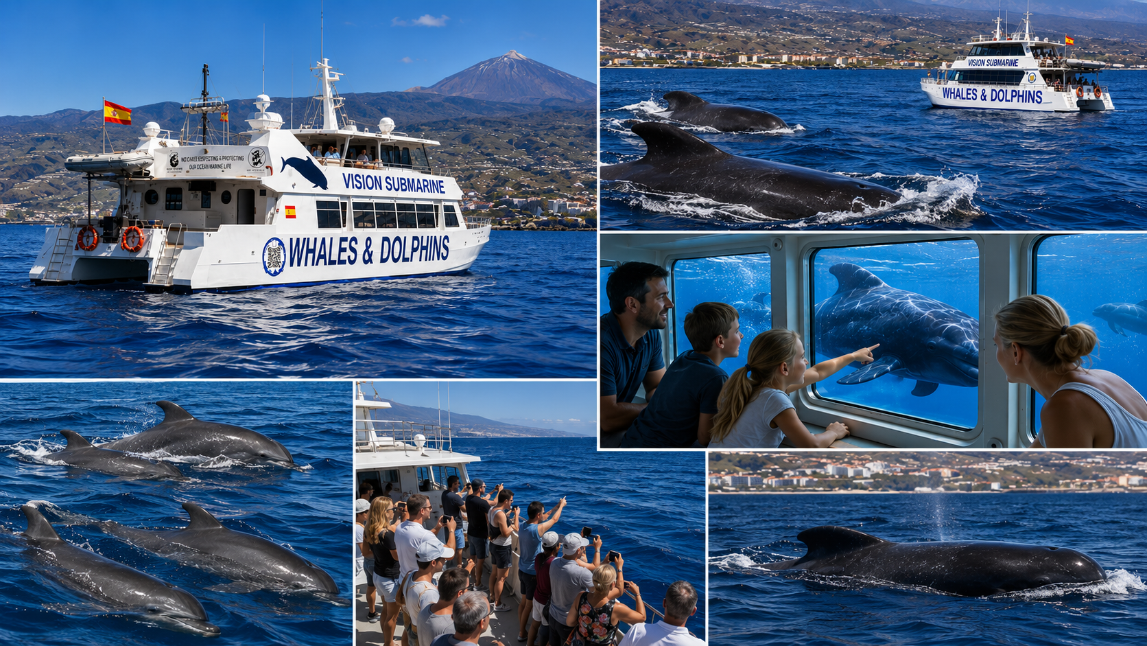 Tenerife Eco-Friendly Whale & Dolphin Catamaran Safari