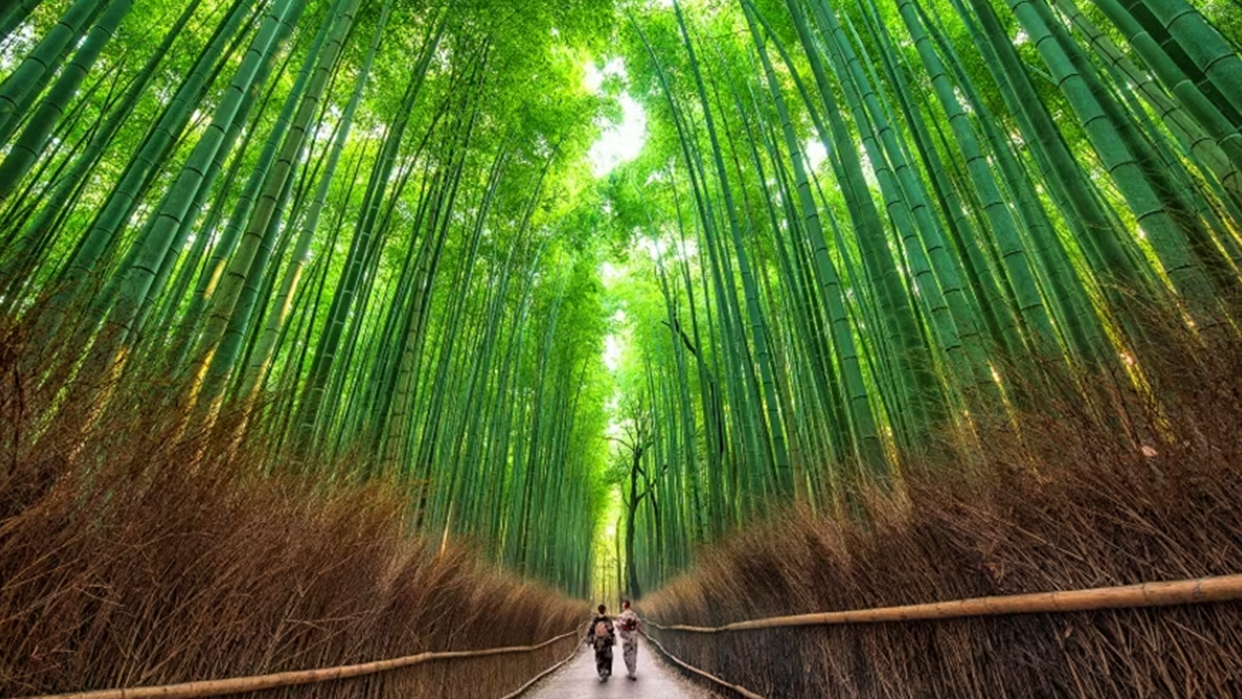 Arashiyama Bamboo Grove & Temple Walking Experience
