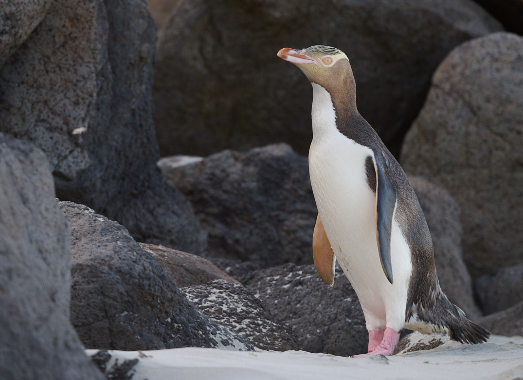 Otago Peninsula Coastal Wildlife Safari