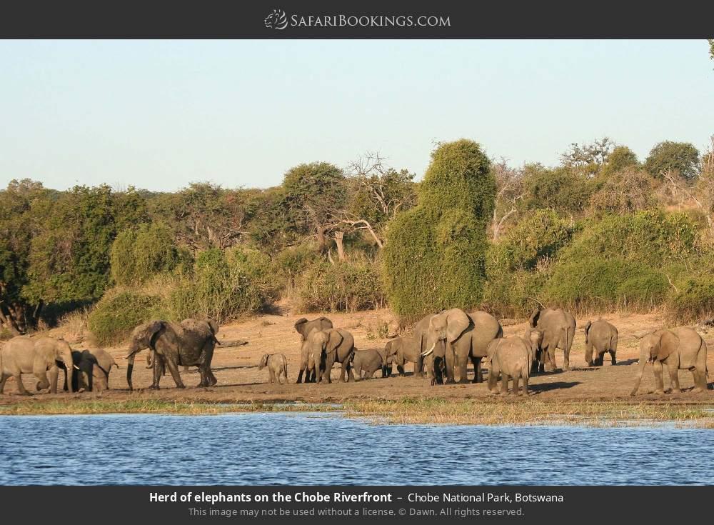Chobe National Park Safari & River Cruise