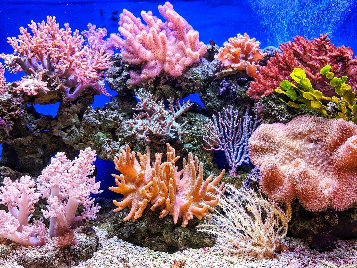 Puerto Galera 2-Day Beach & Snorkeling Escape