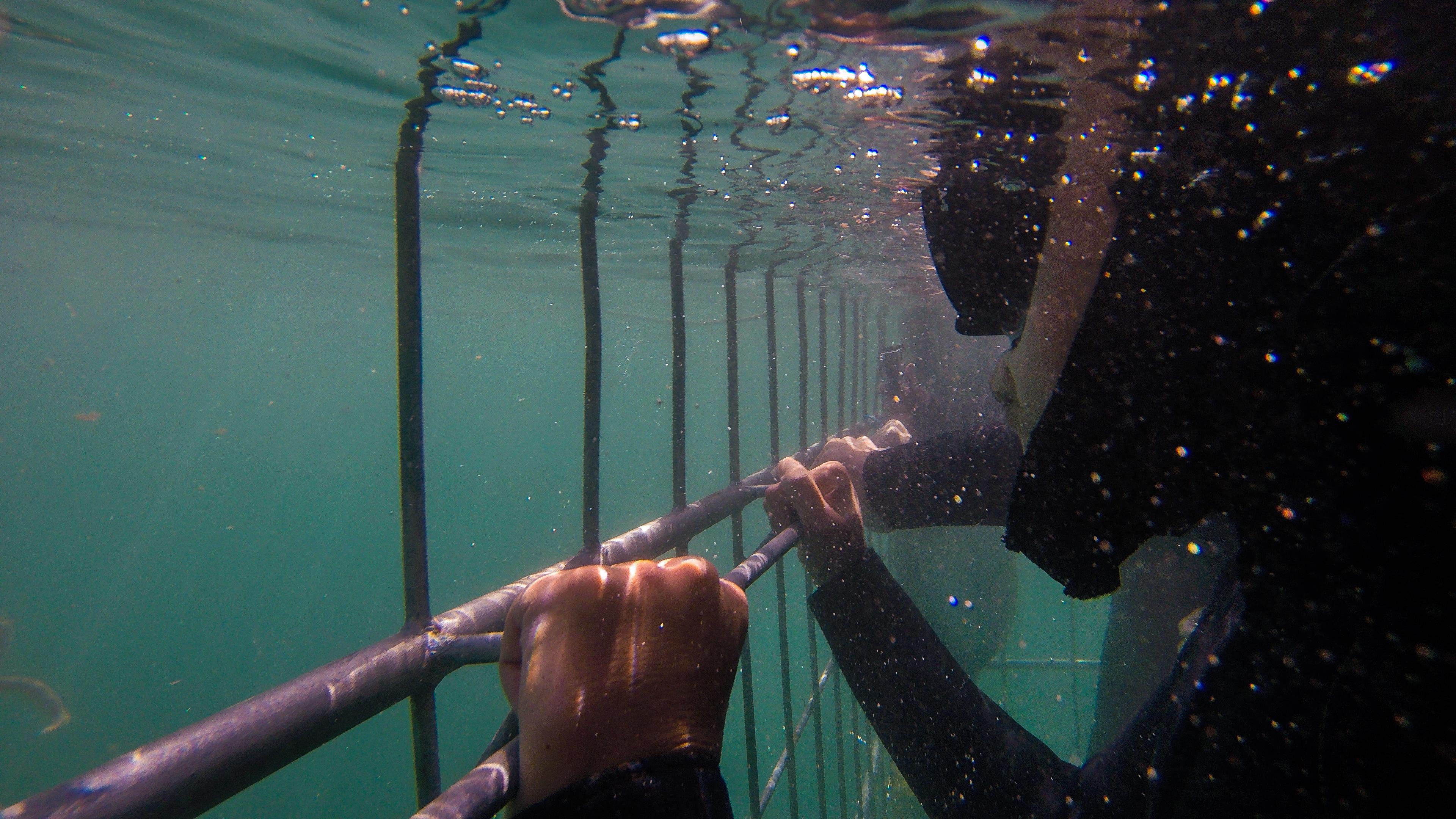 Cape Town Shark Cage Diving – False Bay Ocean Safari