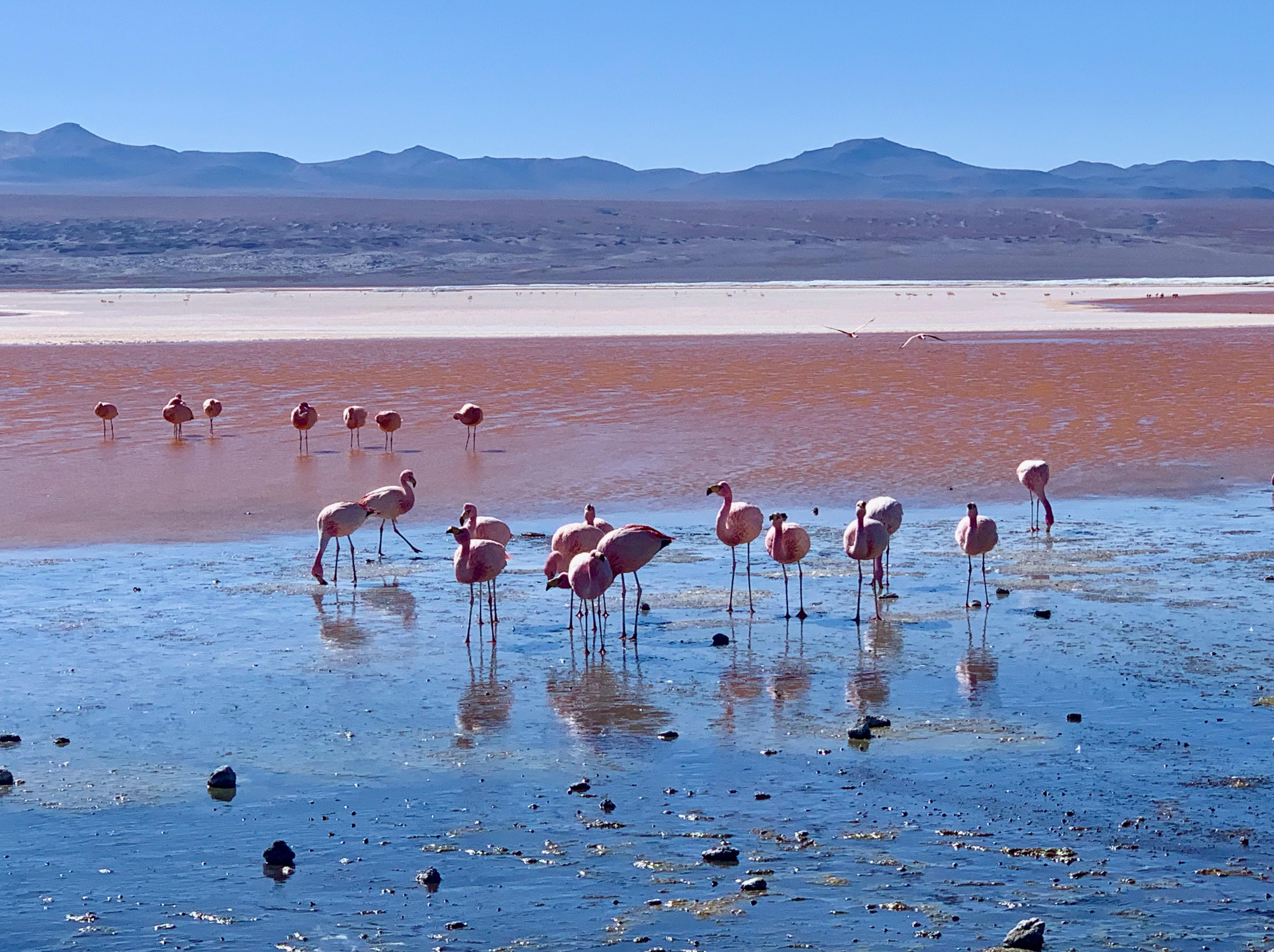 Expédition de 3 jours : Salar de Uyuni et lagunes