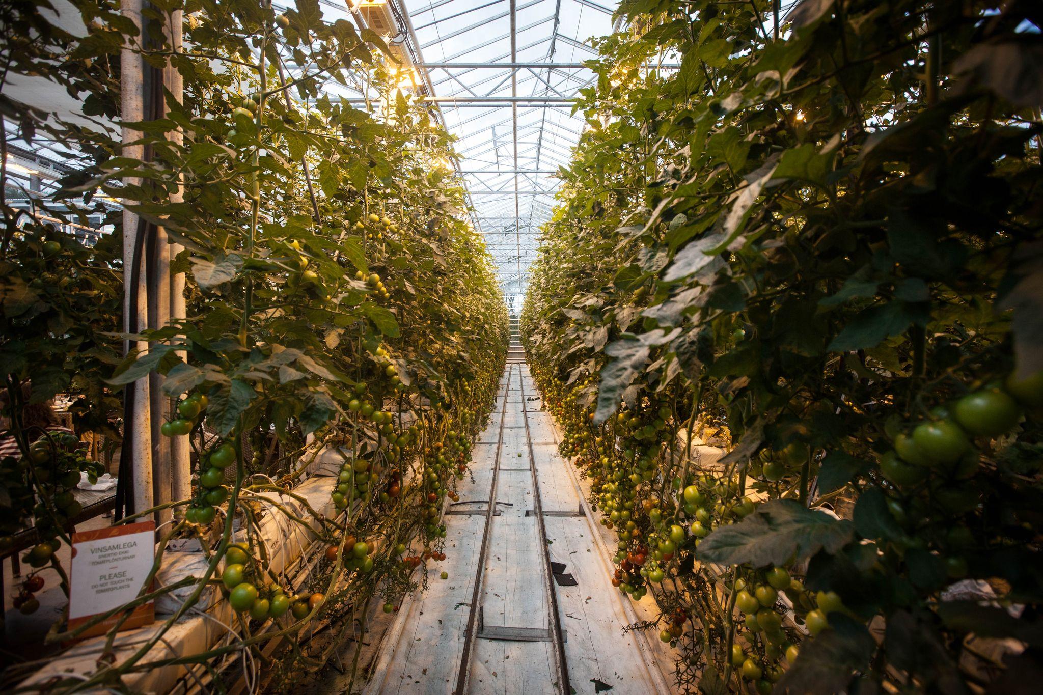 Iceland Golden Circle, Kerid Crater & Tomato Farm Tour