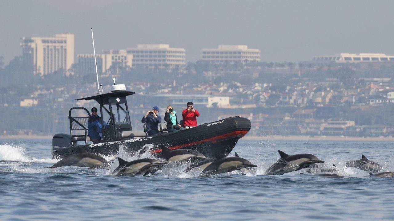 Newport Beach Zodiac Whale & Dolphin Watching Cruise