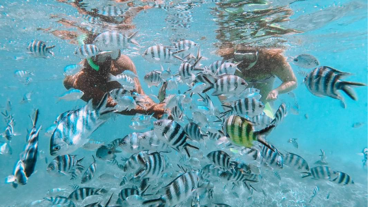 Glass-Bottom Boat & Snorkeling at Blue Bay Marine Park