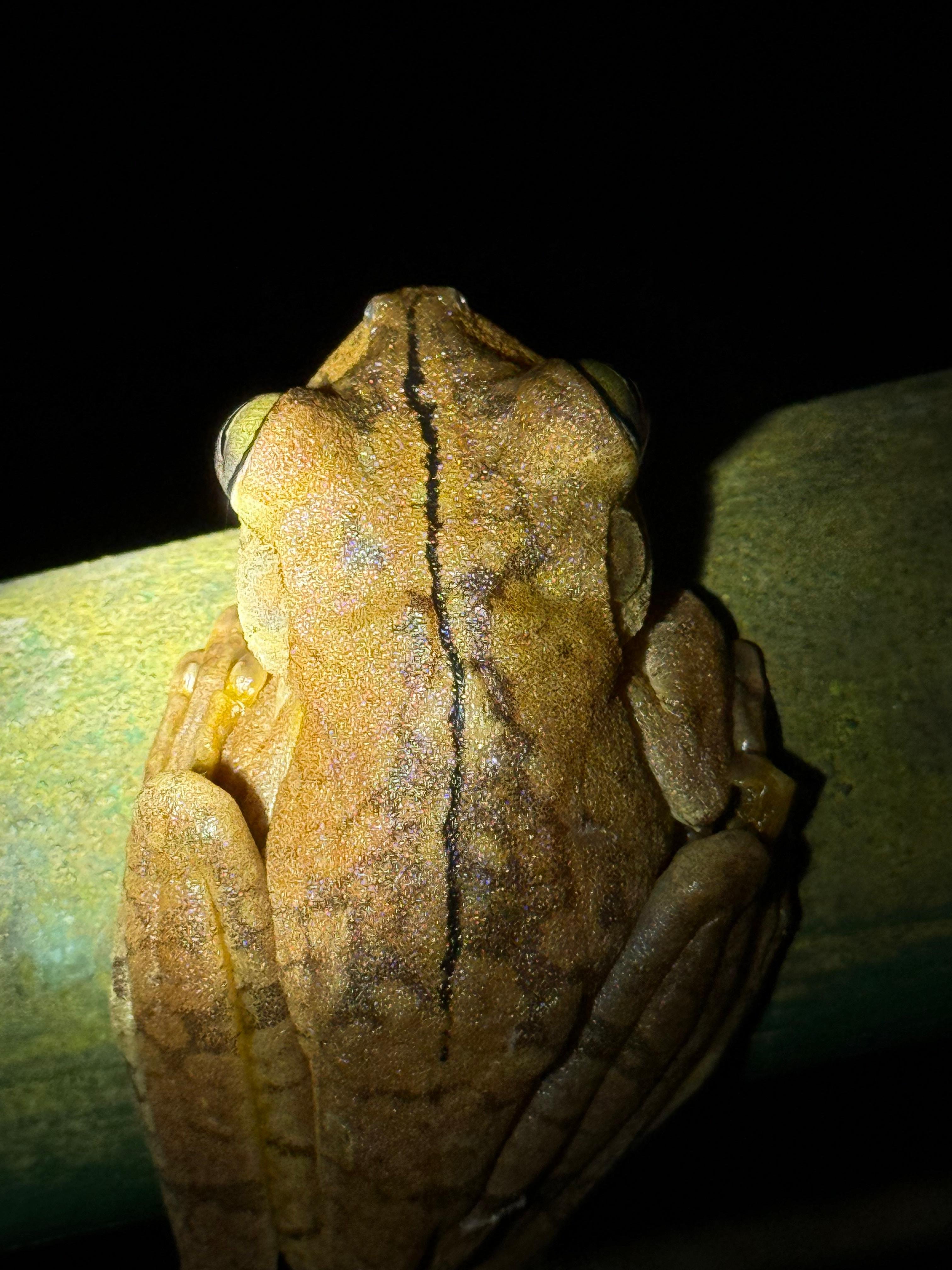 Manuel Antonio Night Wildlife Walk with Expert Naturalist