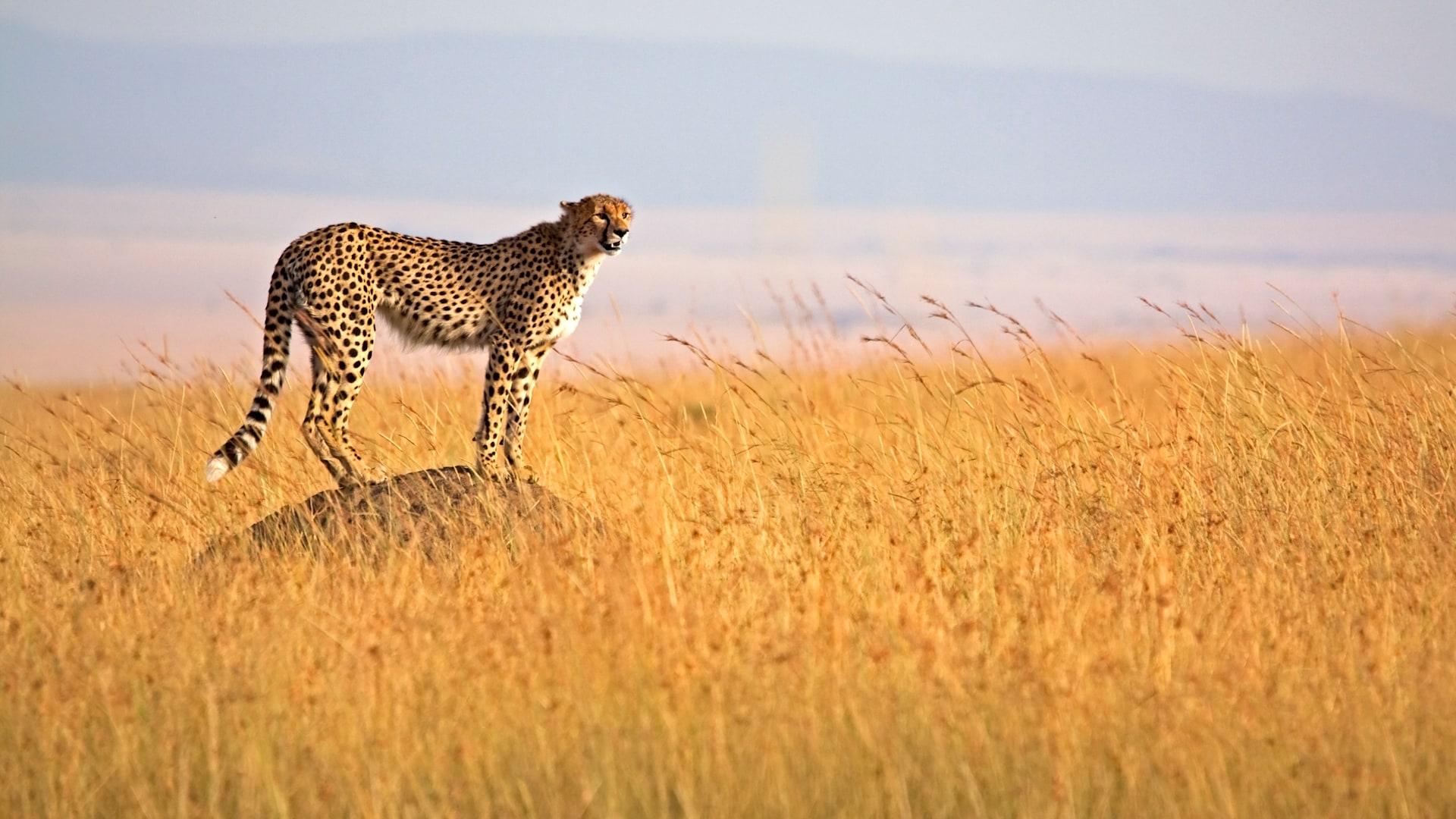 3-Day Maasai Mara Safari by 4WD Landcruiser from Nairobi