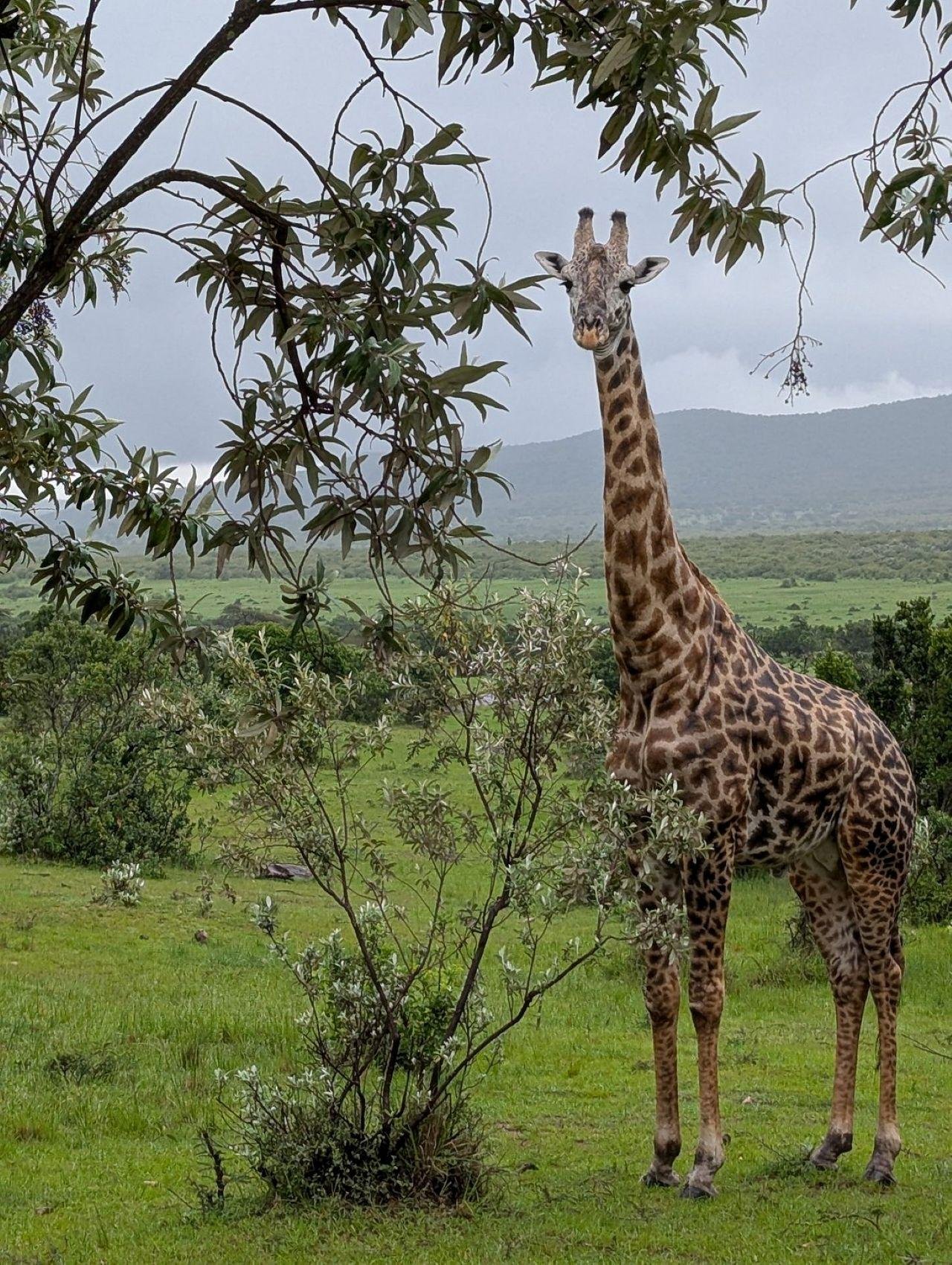 3-Day Maasai Mara Shared Jeep Safari from Nairobi