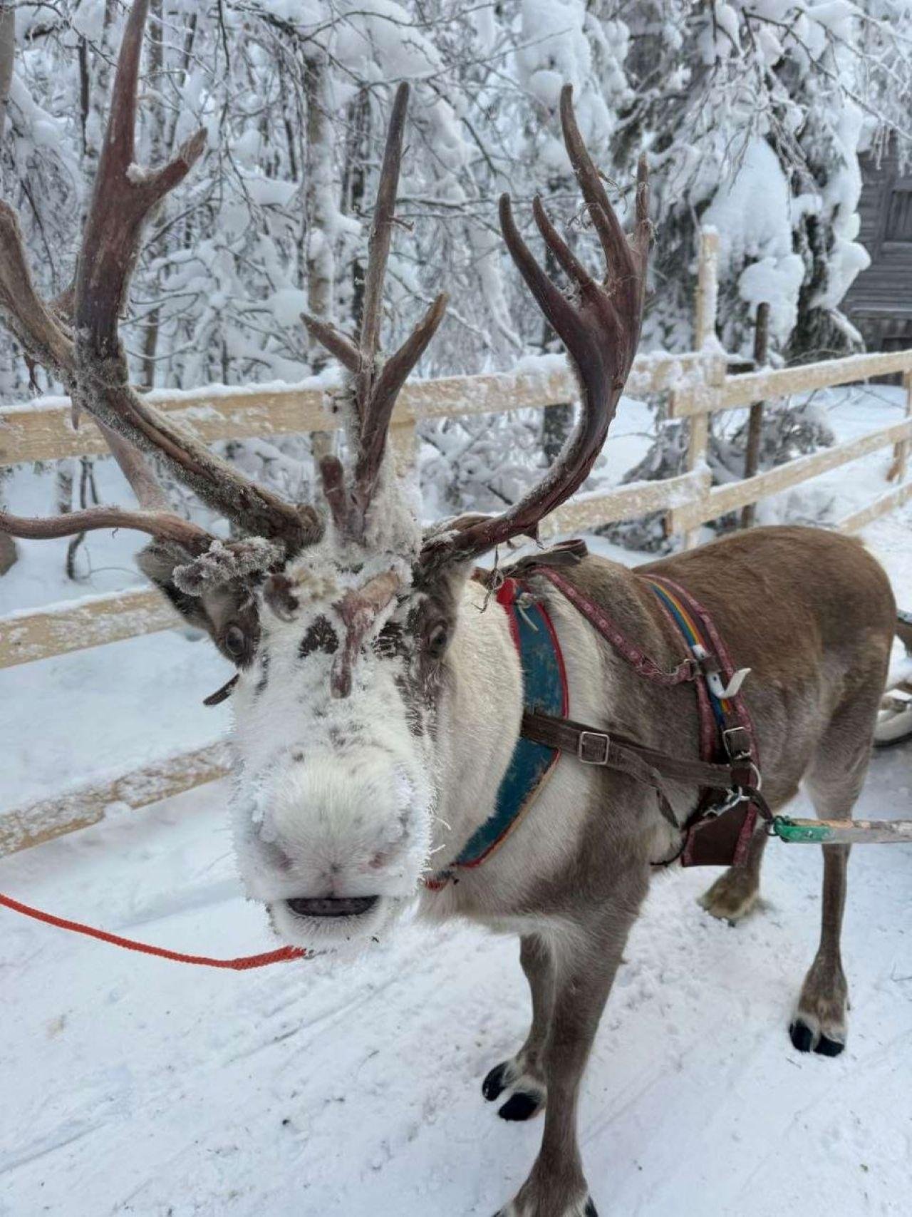 Arctic Reindeer Sleigh Ride & Husky Visit from Levi
