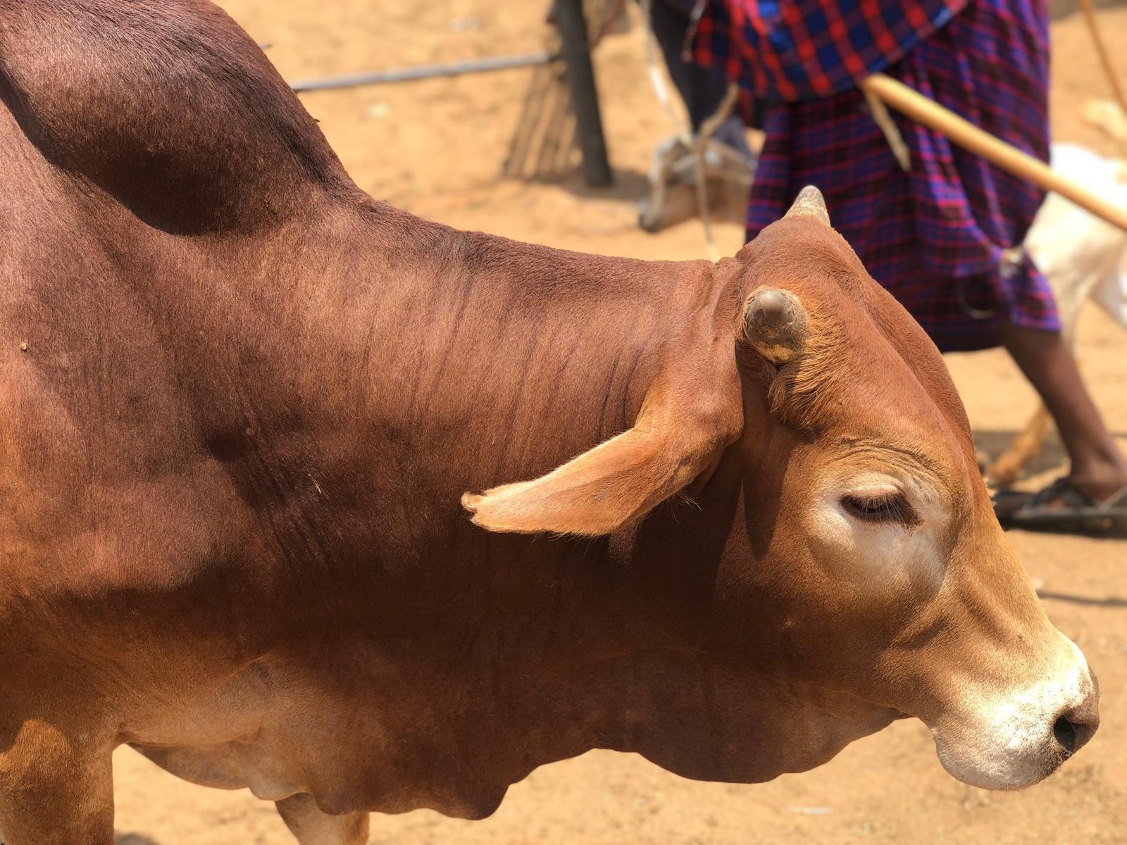 Authentic Maasai Village Day Tour from Nairobi