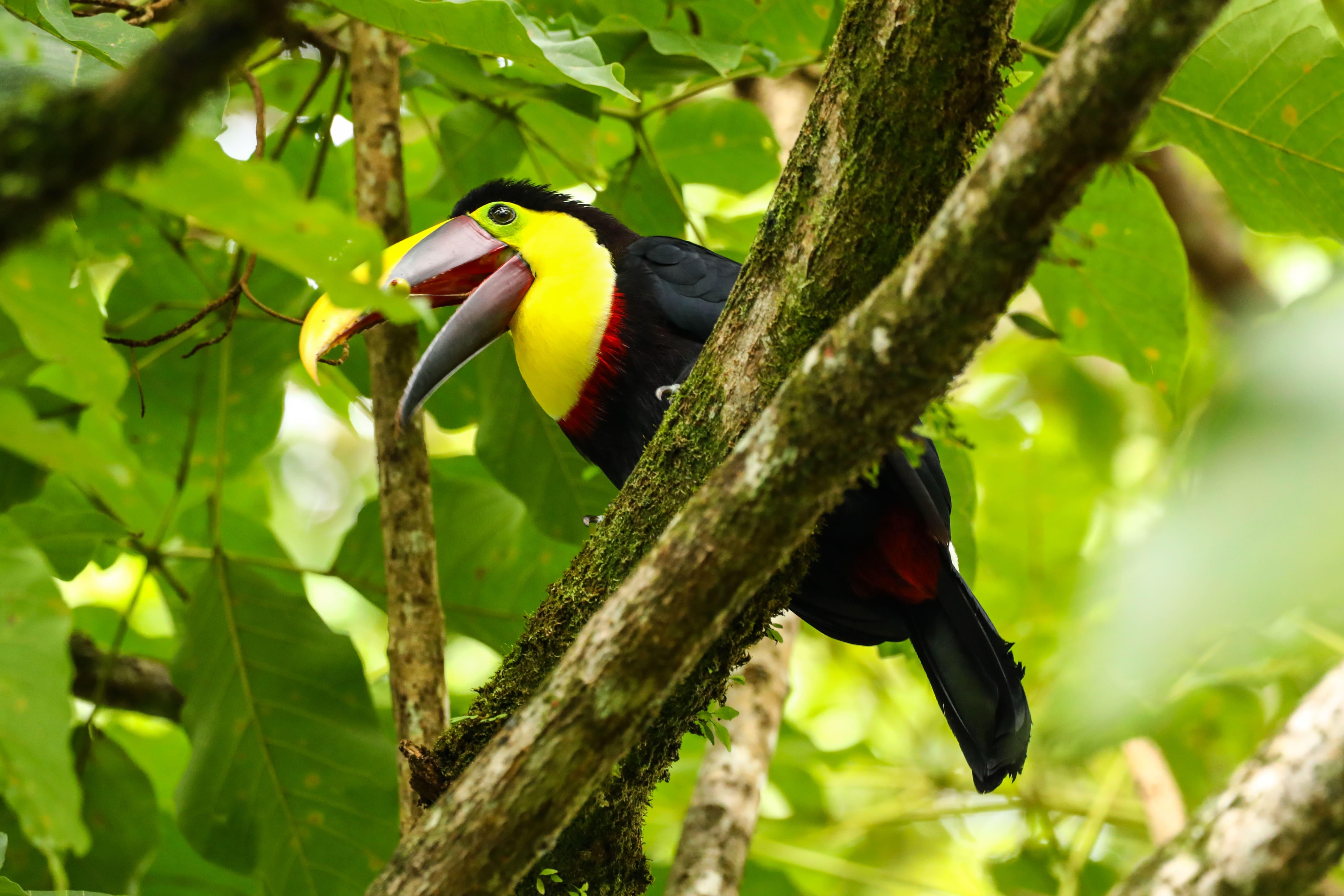 La Fortuna Bogarin Trail: Expert-Led Sloth & Wildlife Walk