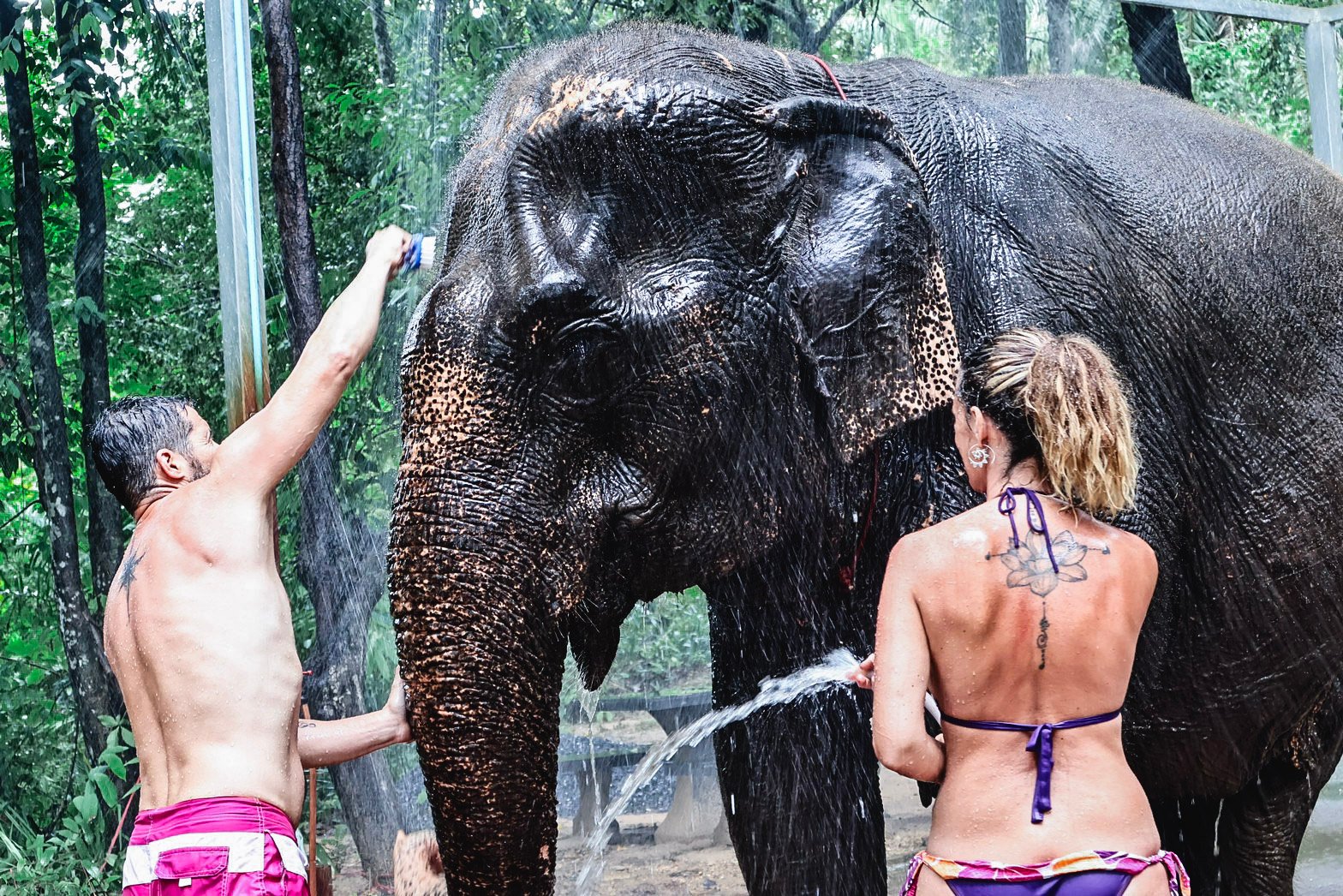 Krabi Elephant Shelter: Bathing & Feeding Experience
