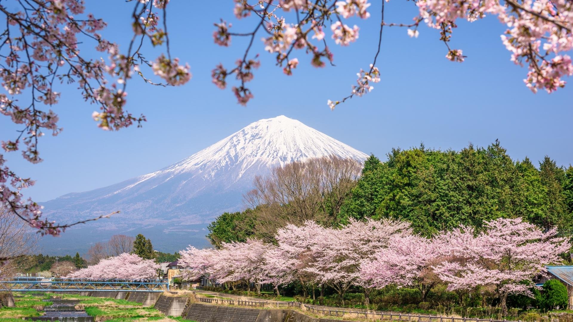 Mt. Fuji Iconic Views & Photography Day Trip from Tokyo