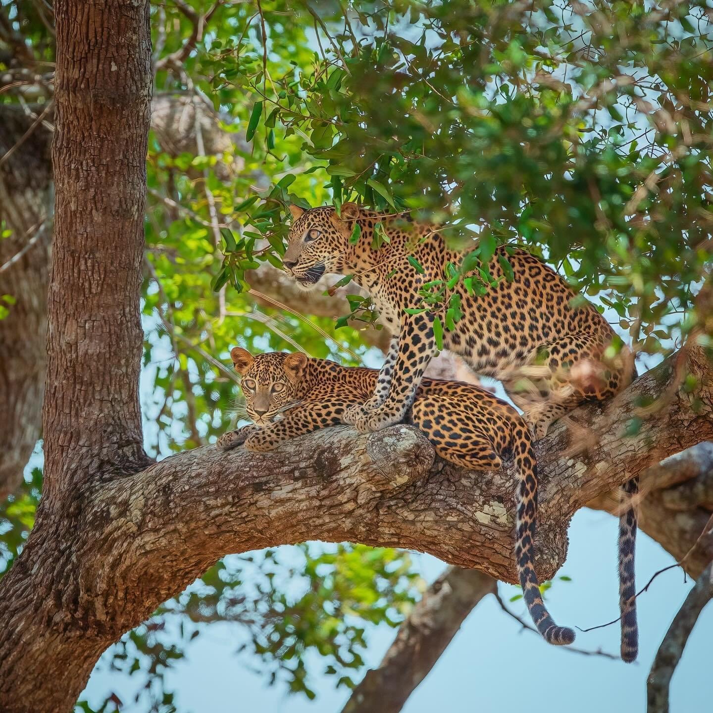 Private Full-Day Wilpattu National Park Jeep Safari