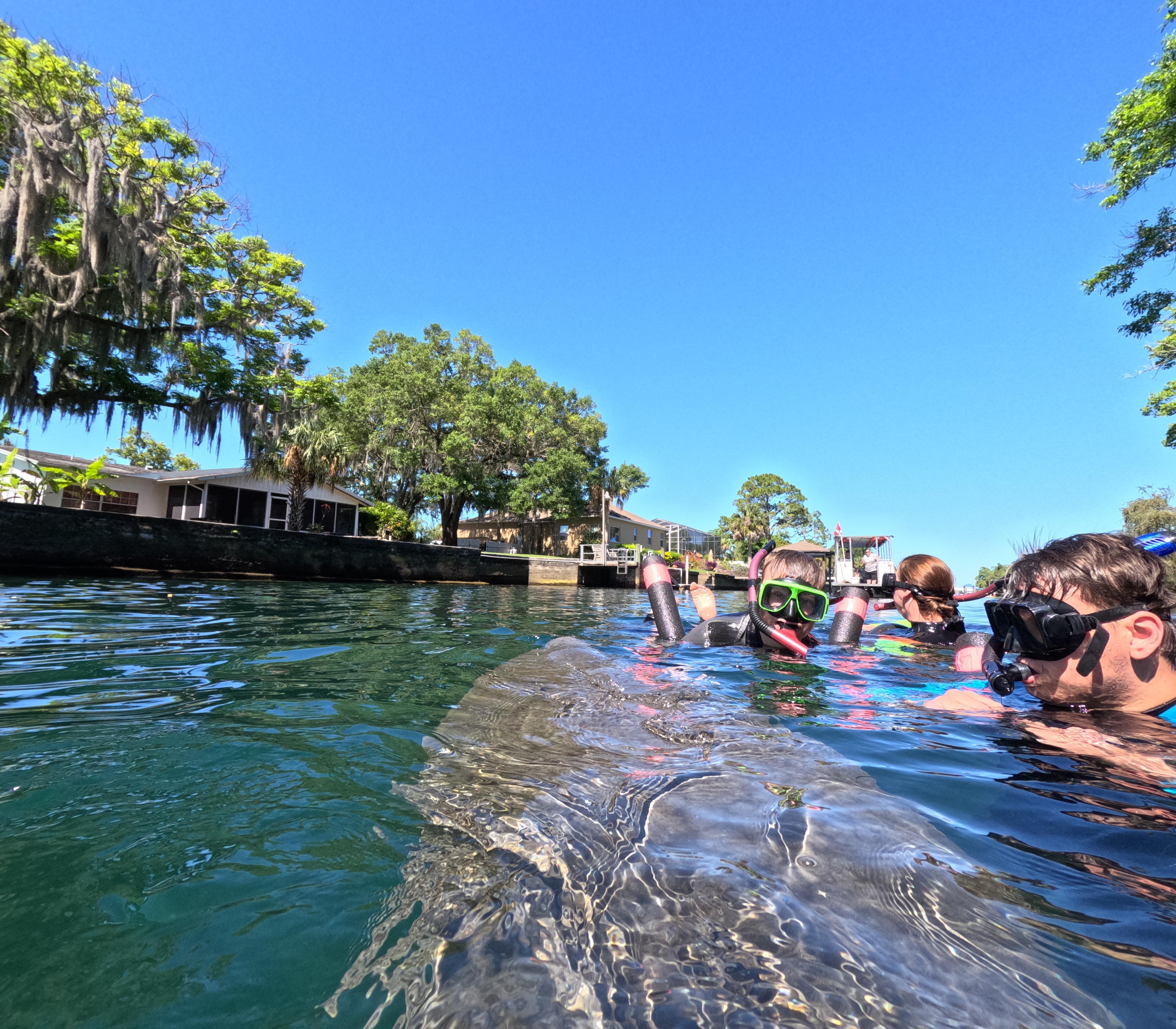Manatee surfacing beside masked snorkelers