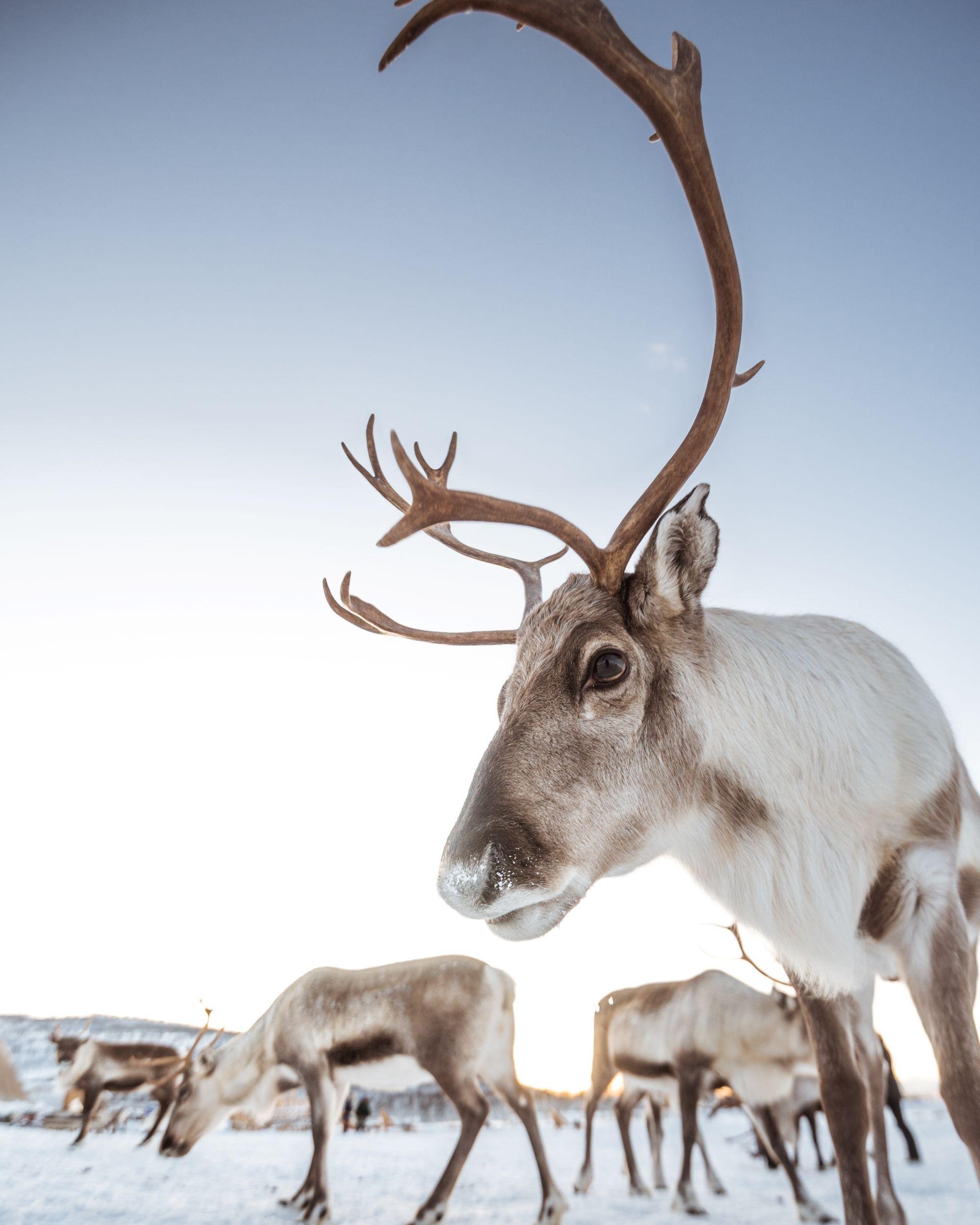 Tromsø: Snowshoeing Tour & Reindeer Encounter with Lunch