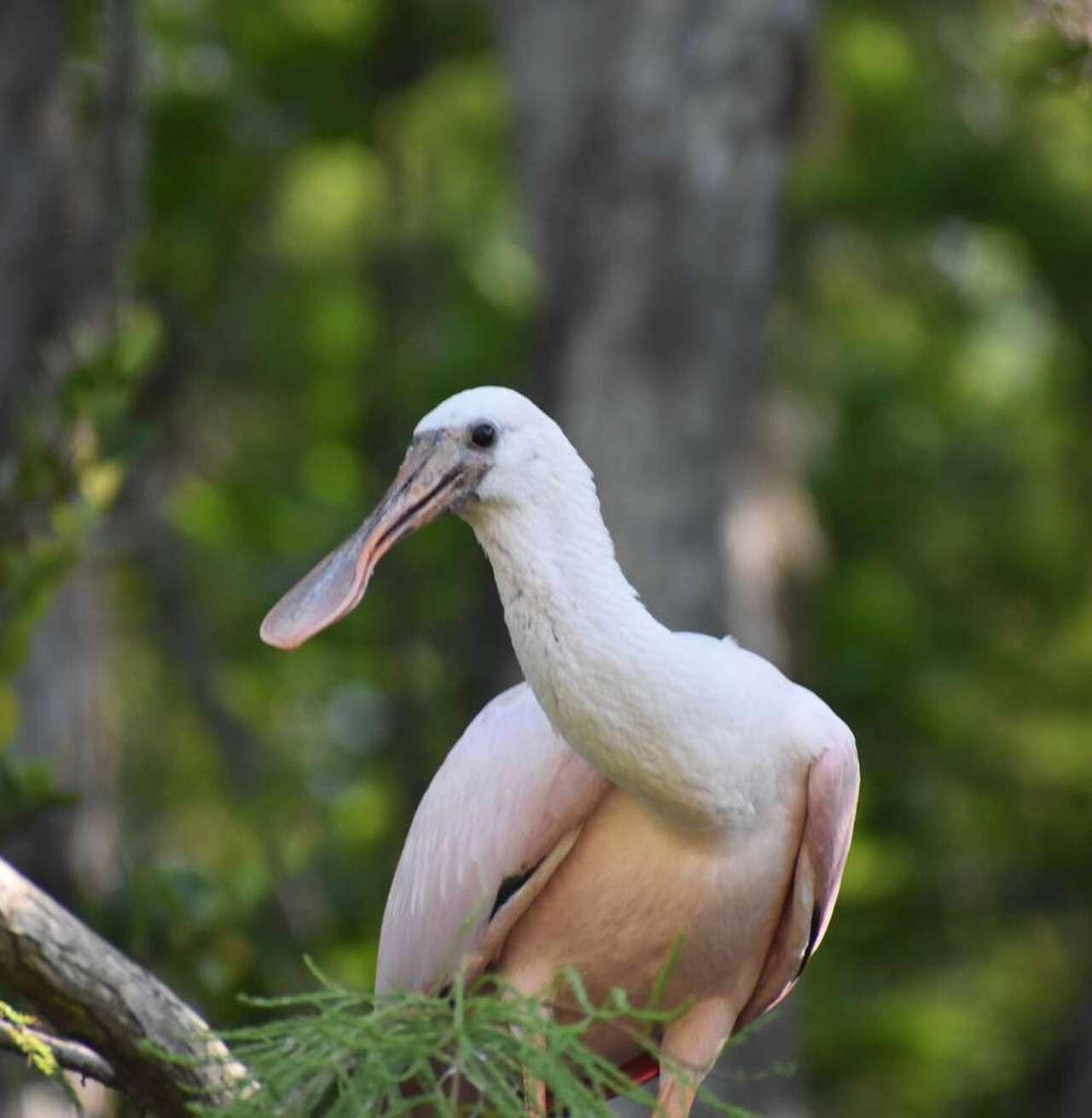 Full-Day Everglades Kayaking & Hiking Expedition from Miami